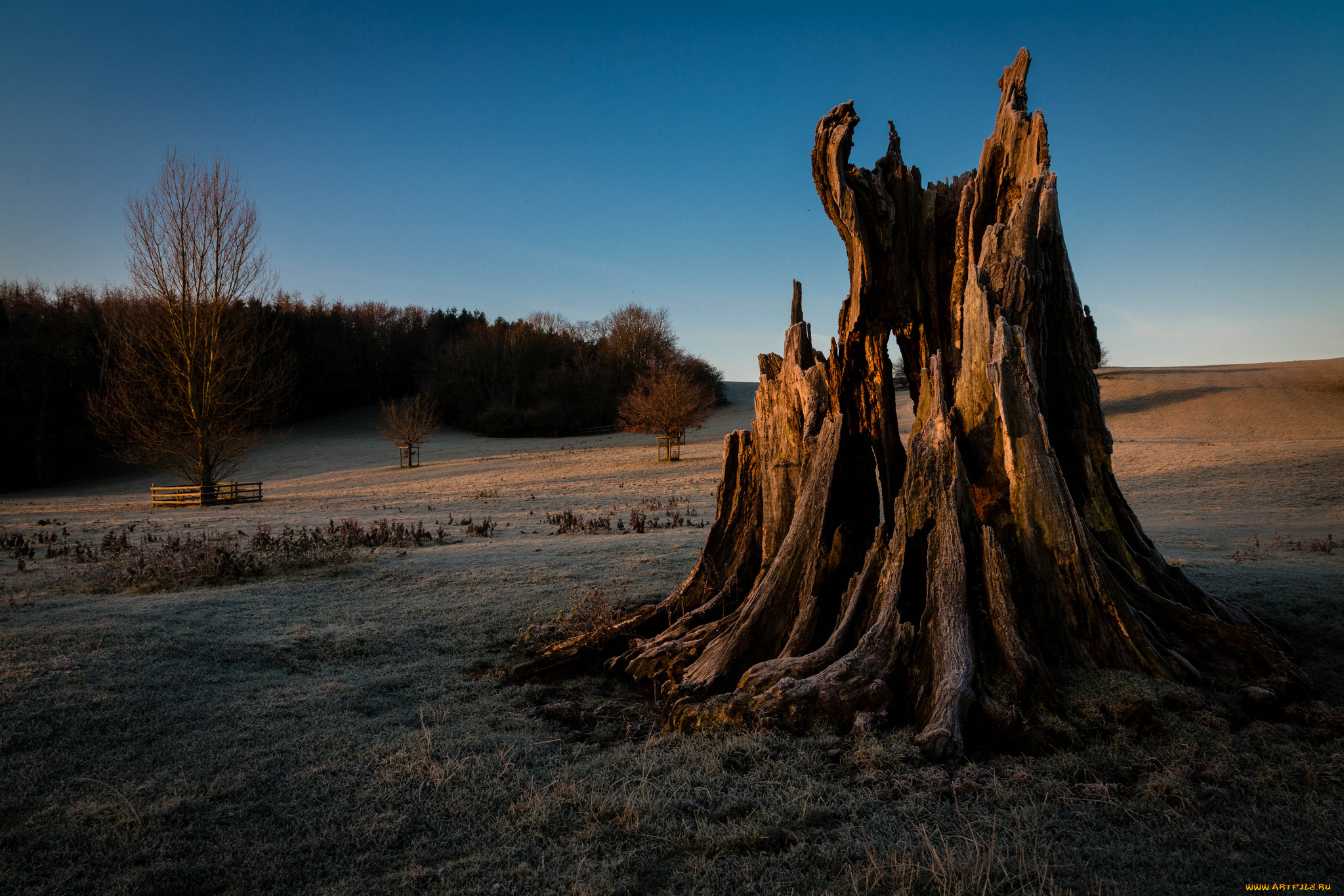 природа, другое, трава, лес, пень, поле