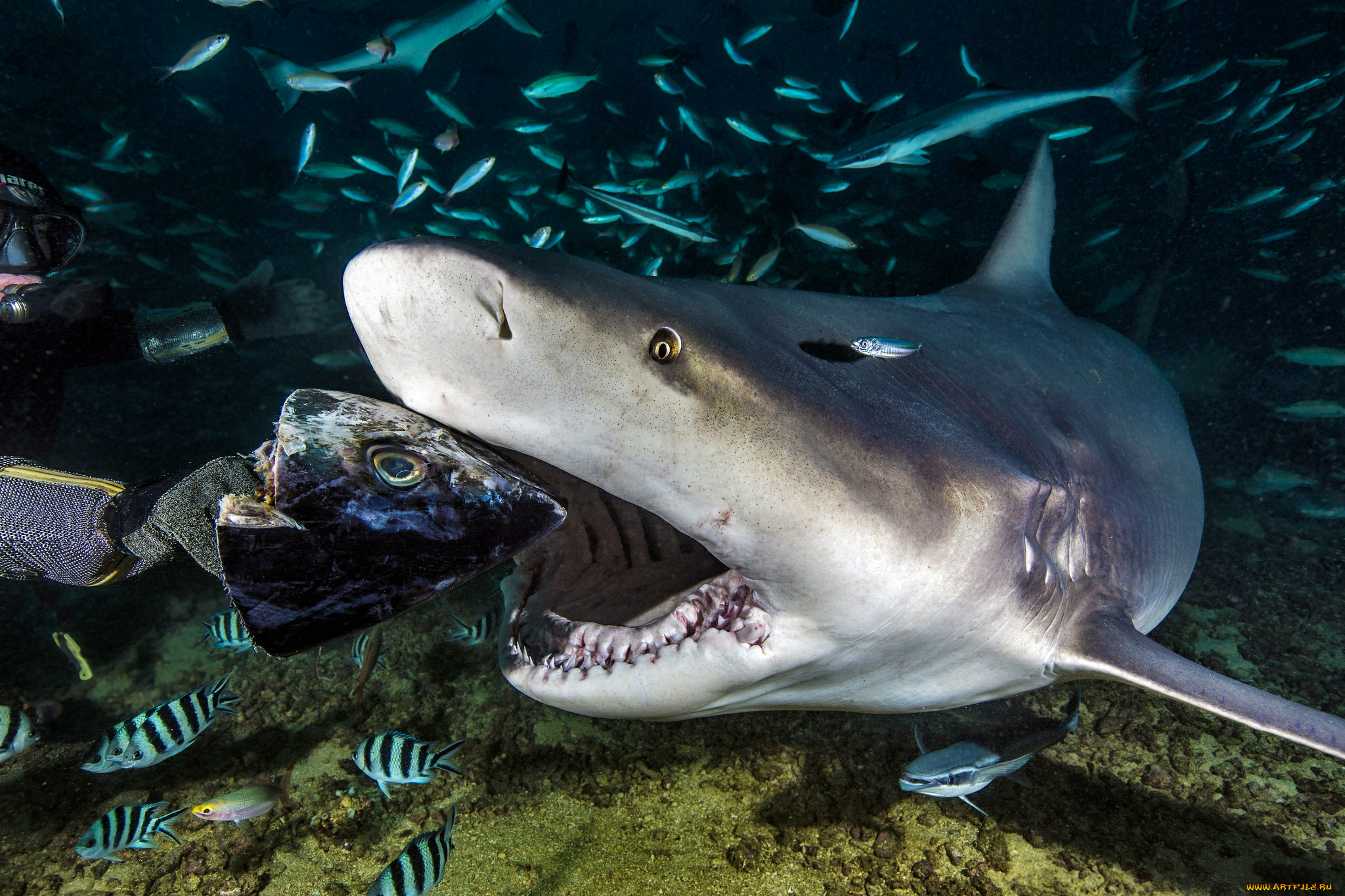животные, акулы, акула, глубина, океан