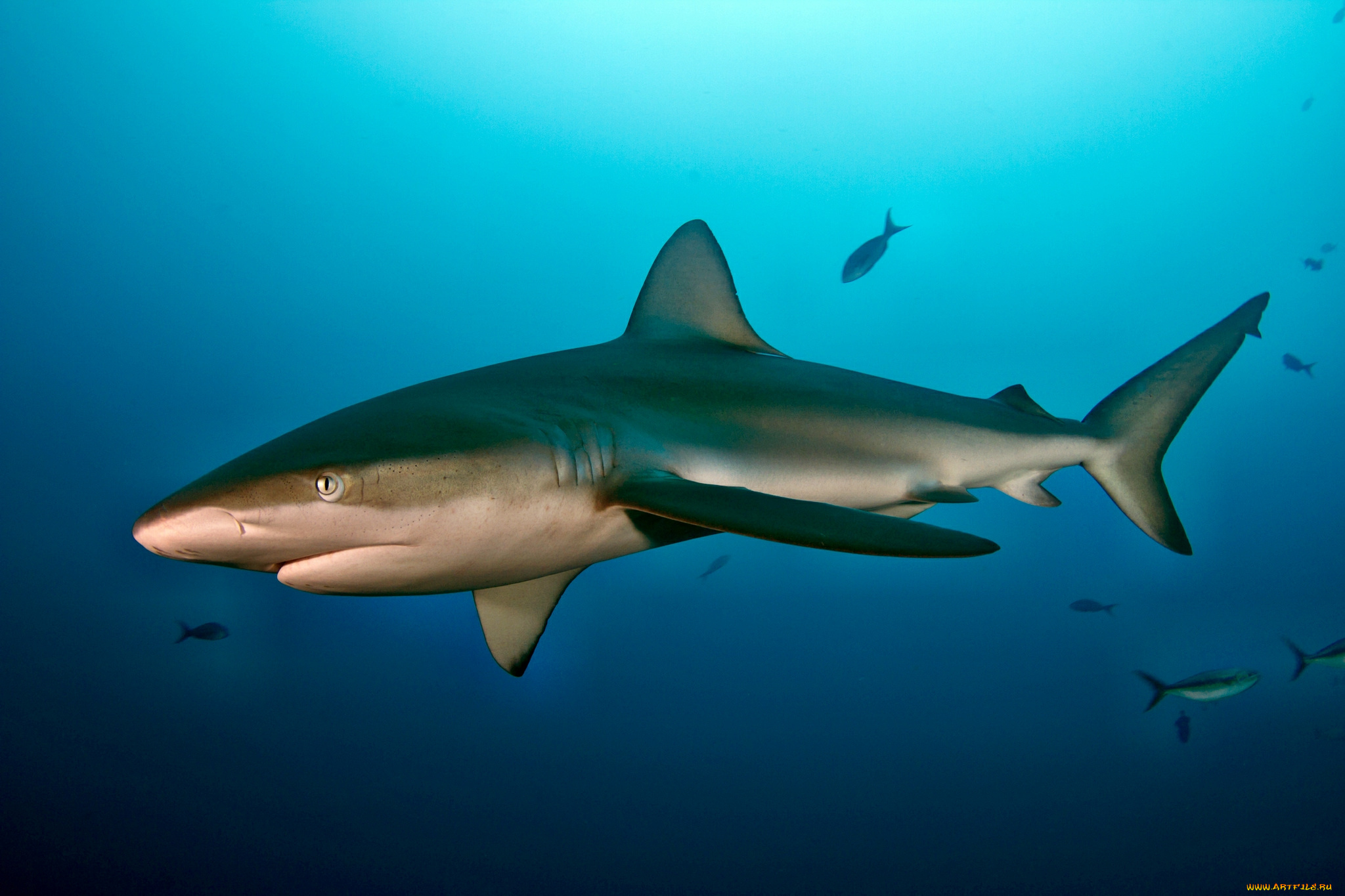 животные, акулы, океан, глубина, акула