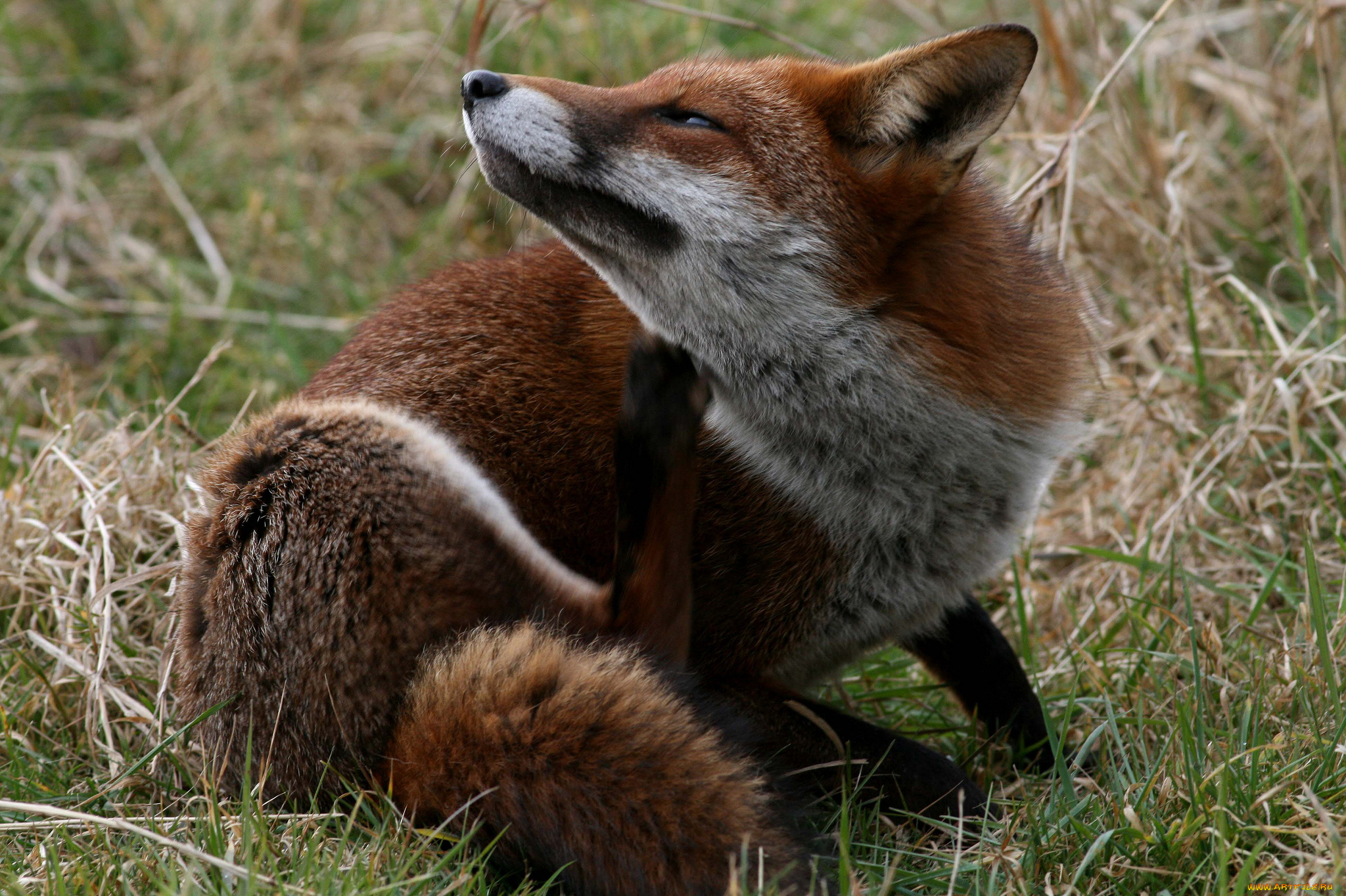 животные, лисы, лисичка, луг, трава