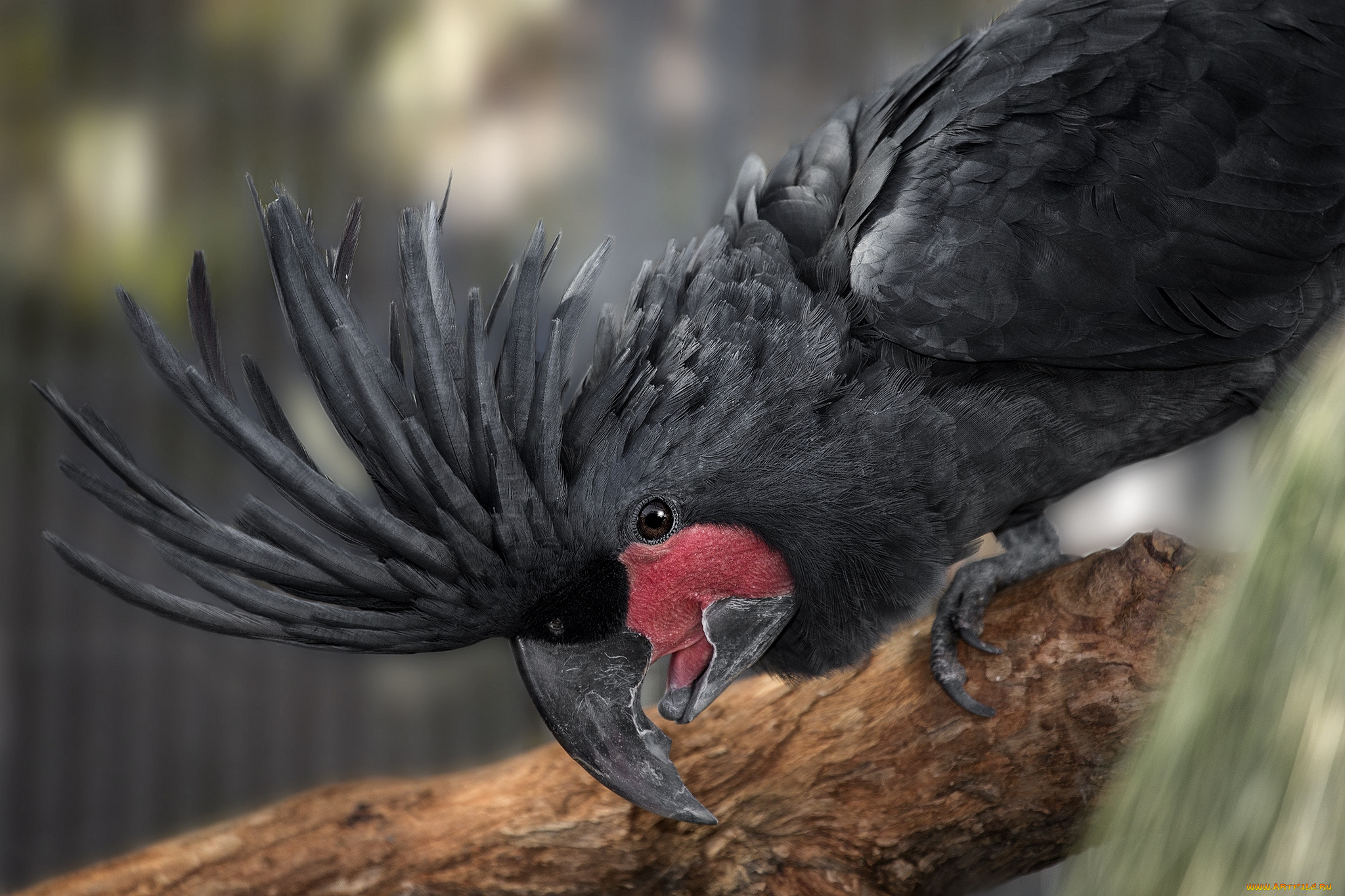 животные, попугаи, хохолок, какаду