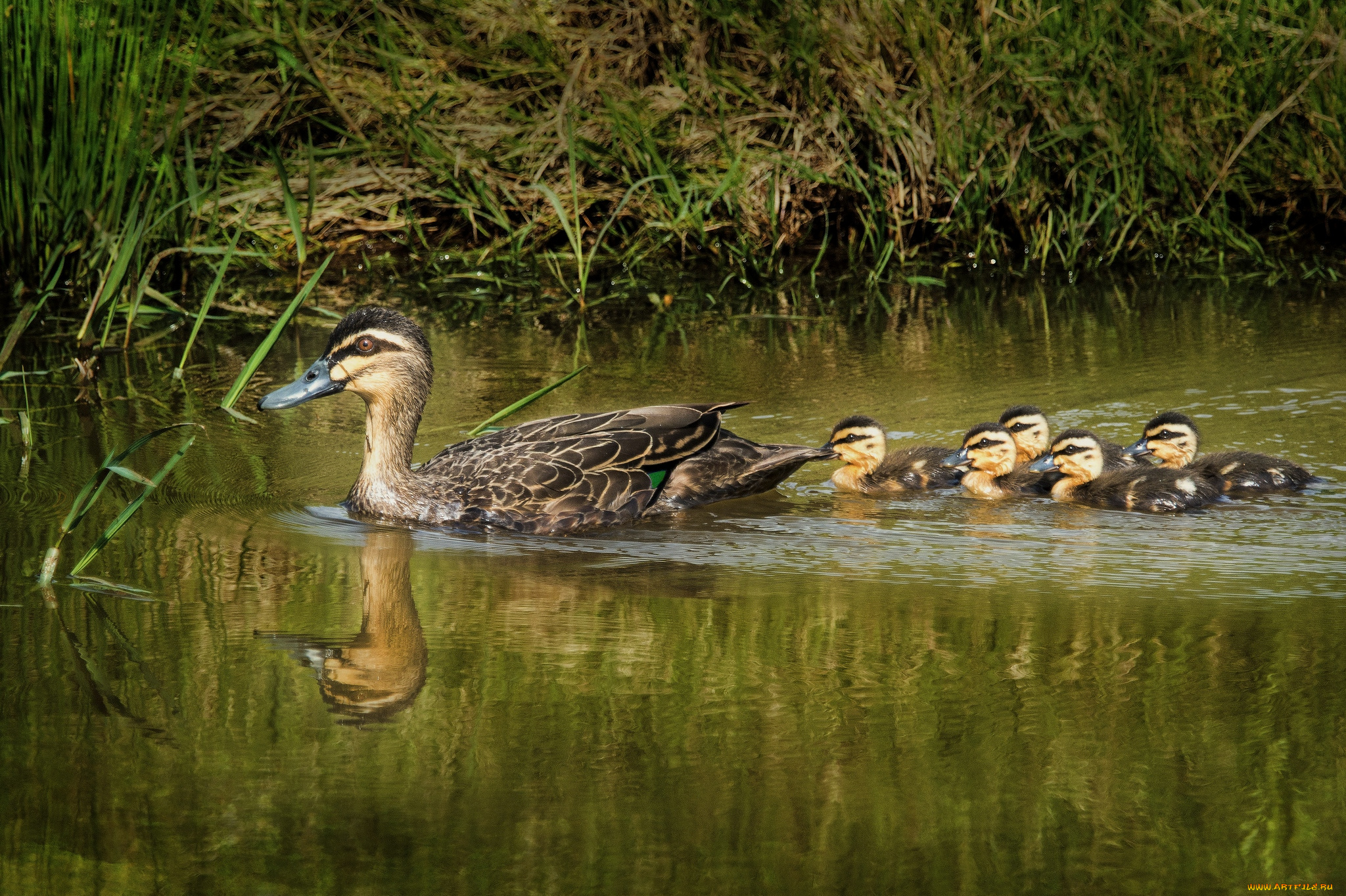 животные, утки, семейка, утка, утята, вода