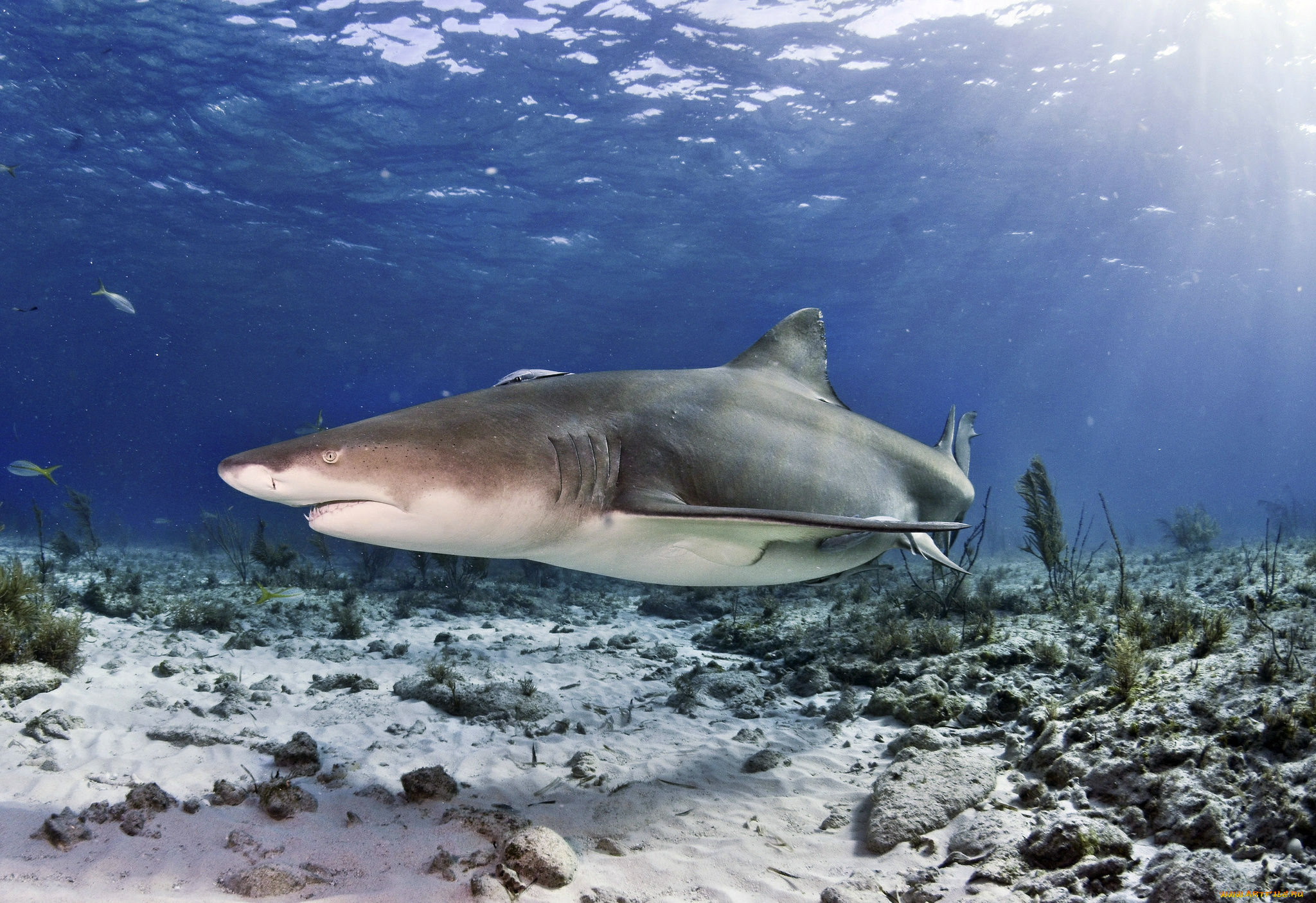 животные, акулы, акула, глубина, океан