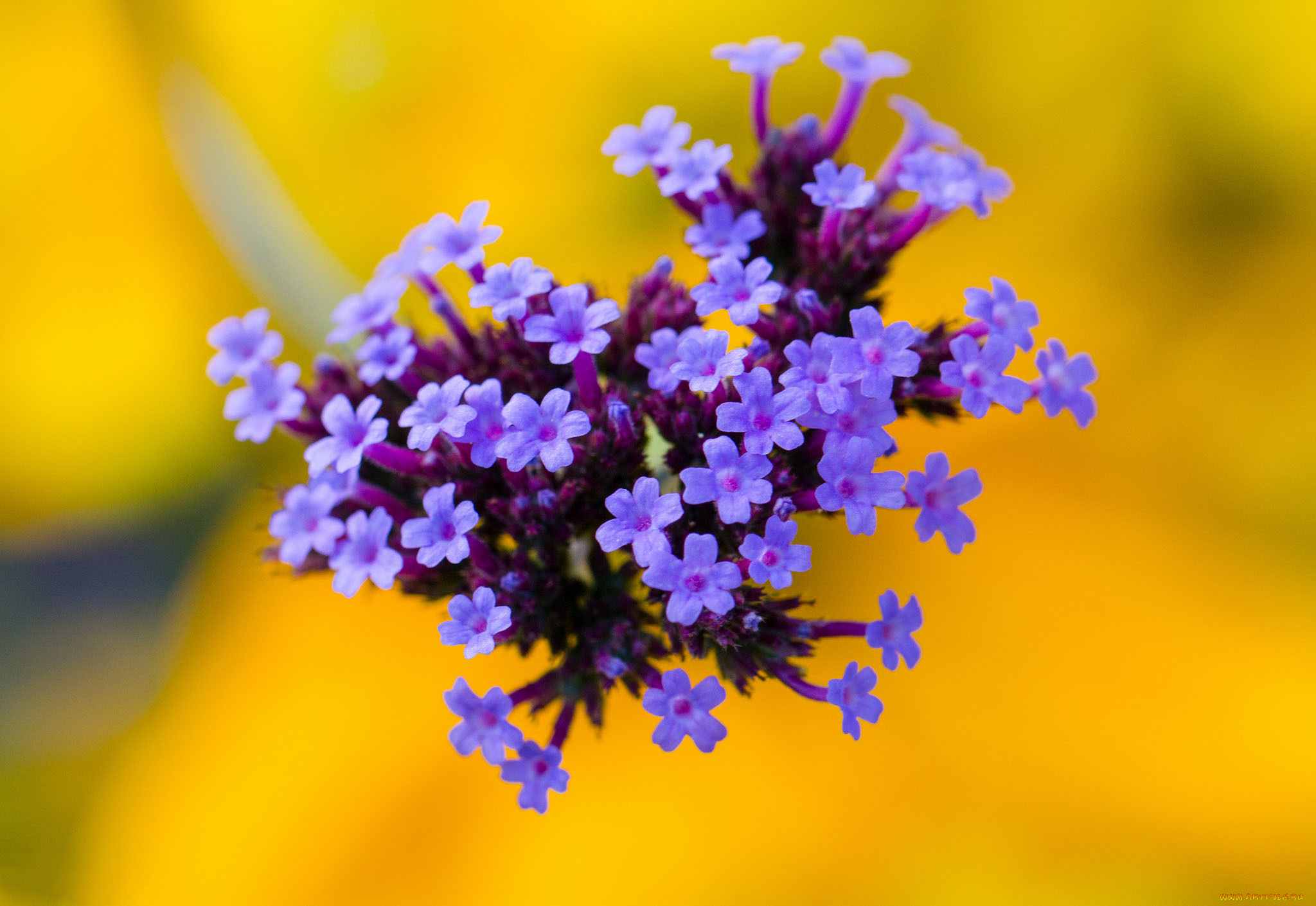 цветы, соцветие, желтый, фон, сиреневые