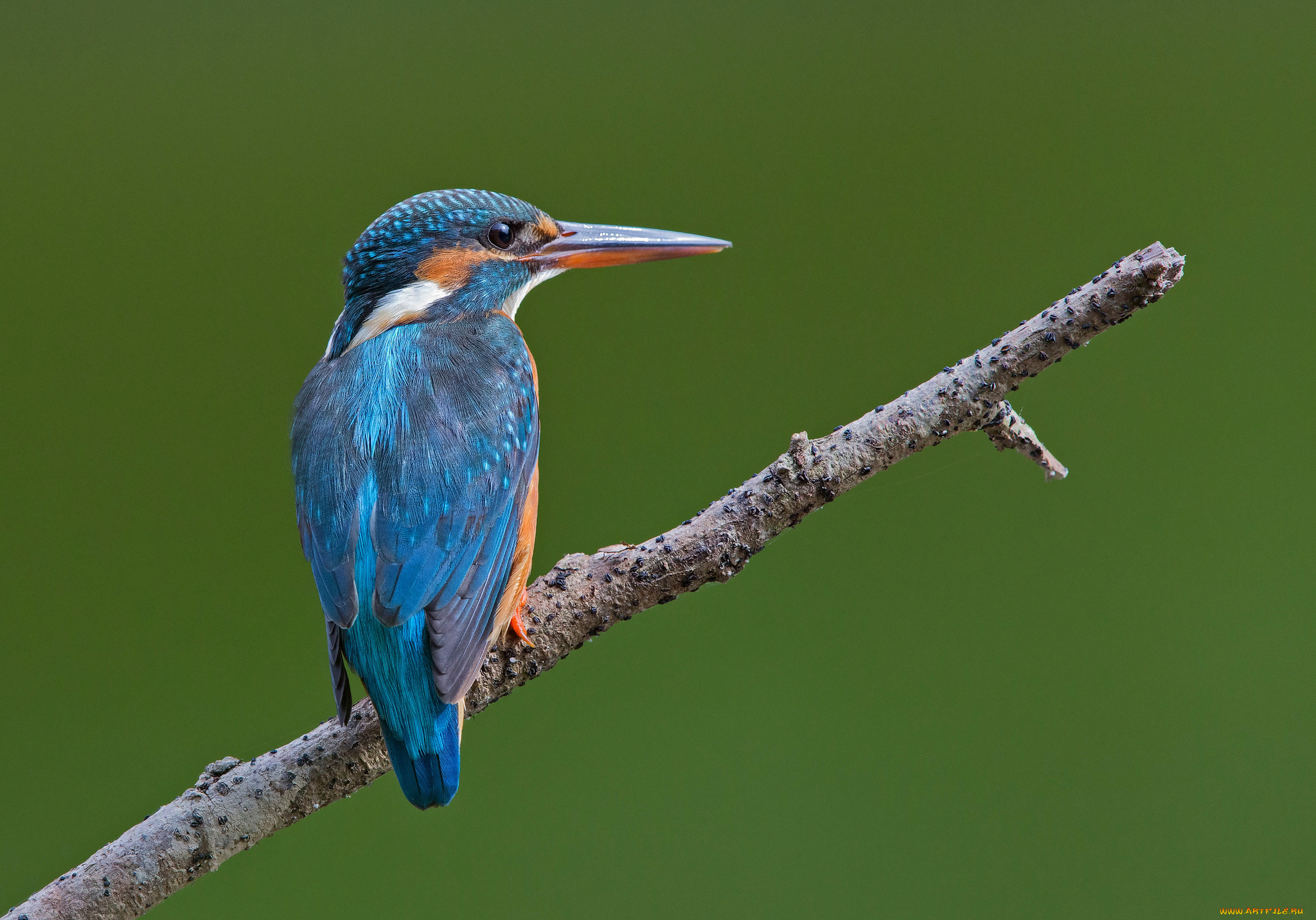 животные, зимородки, птичка, ветка