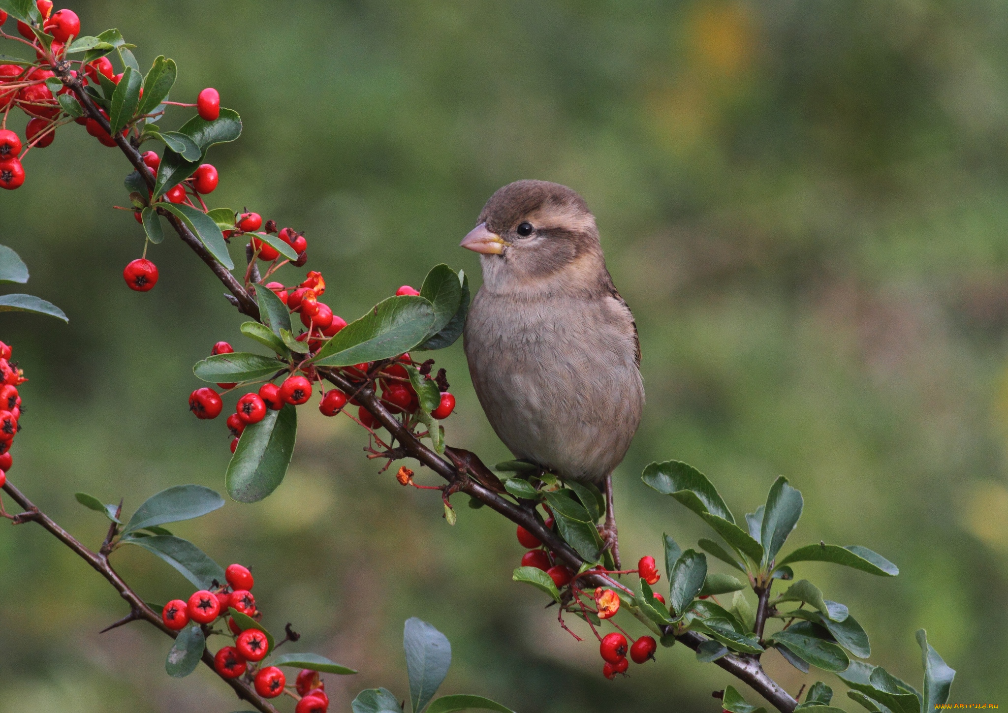 животные, птицы, птичка, ветка, ягоды, листочки