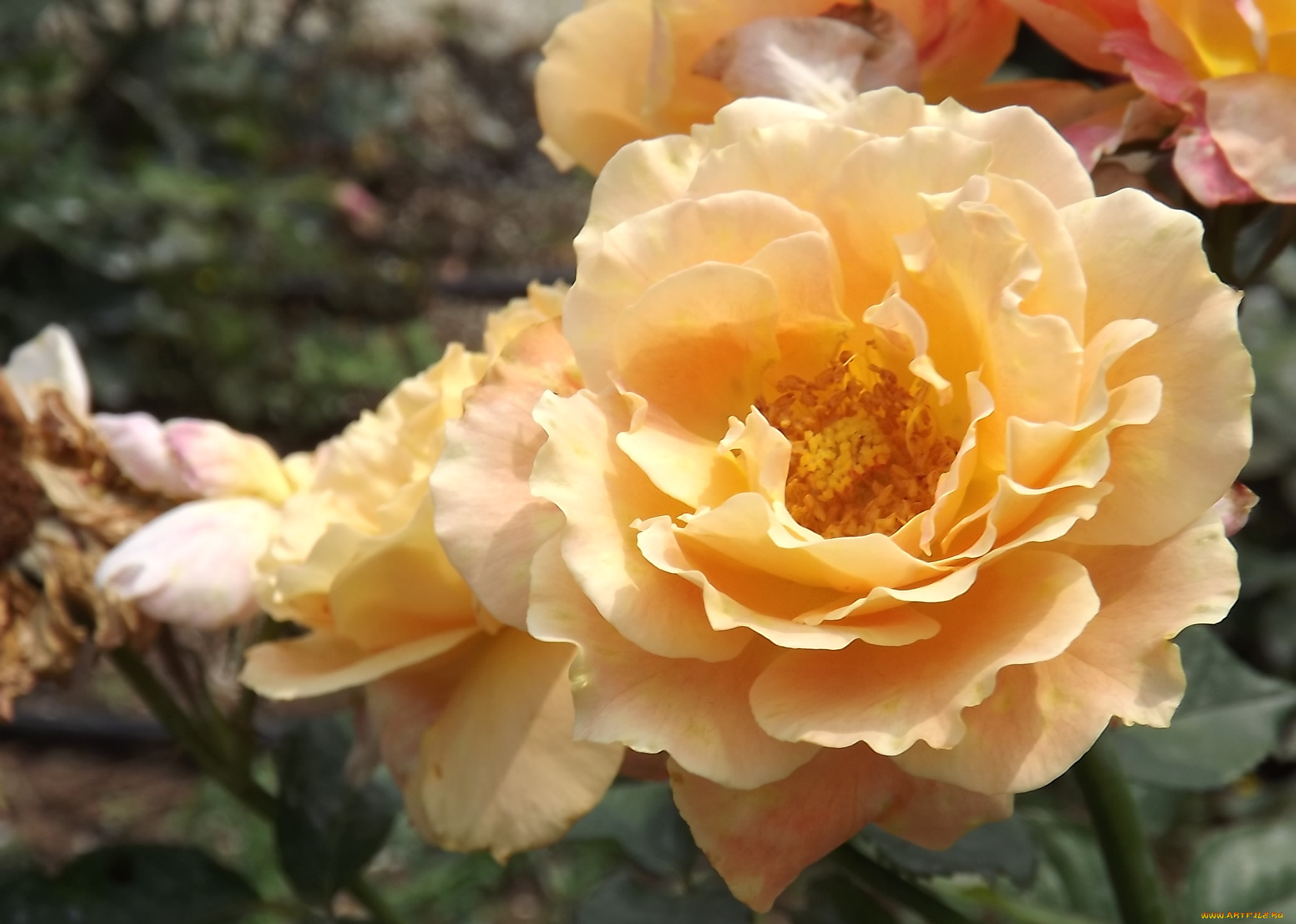 цветы, розы, желтый