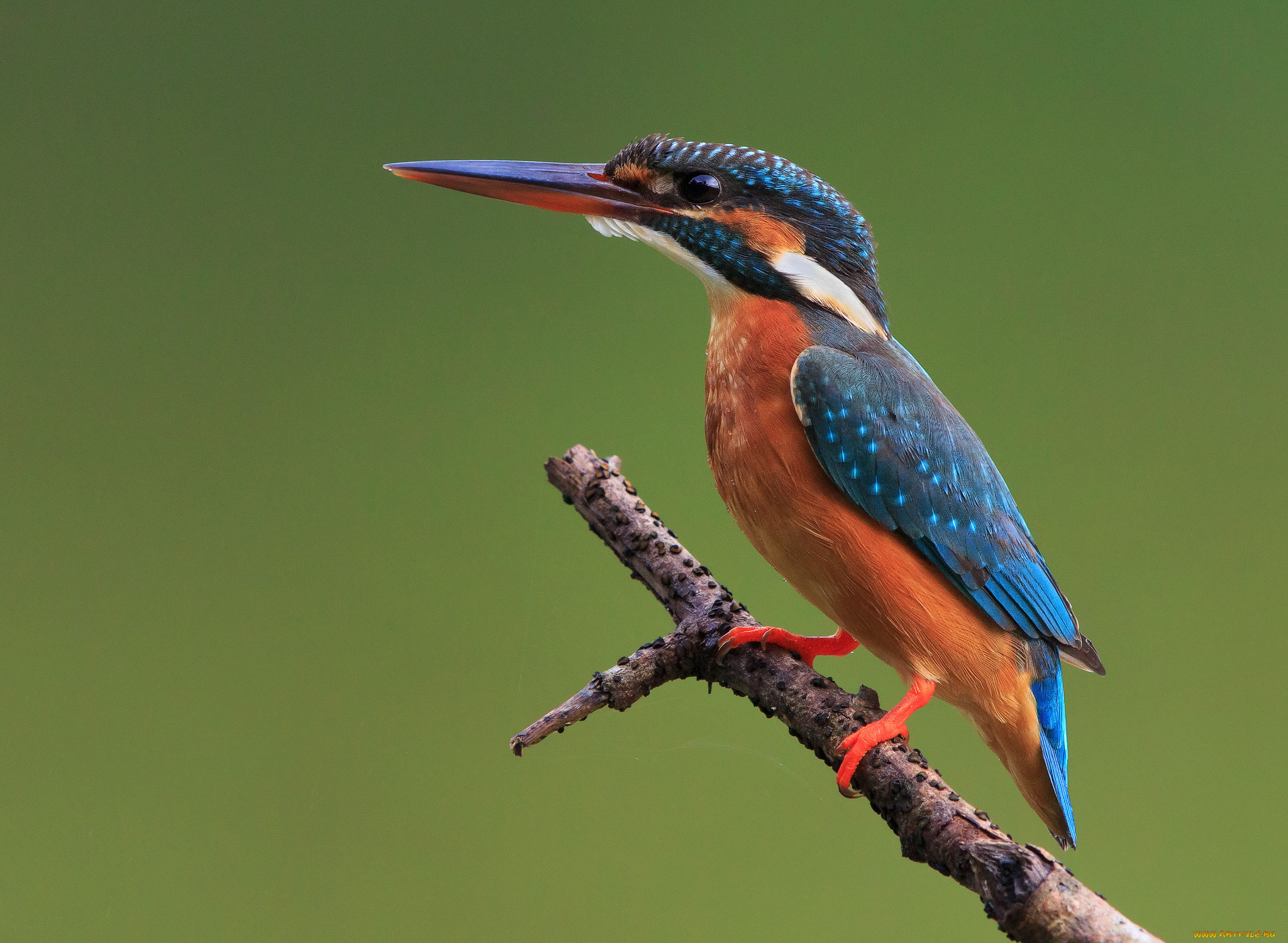 животные, зимородки, птичка, ветка