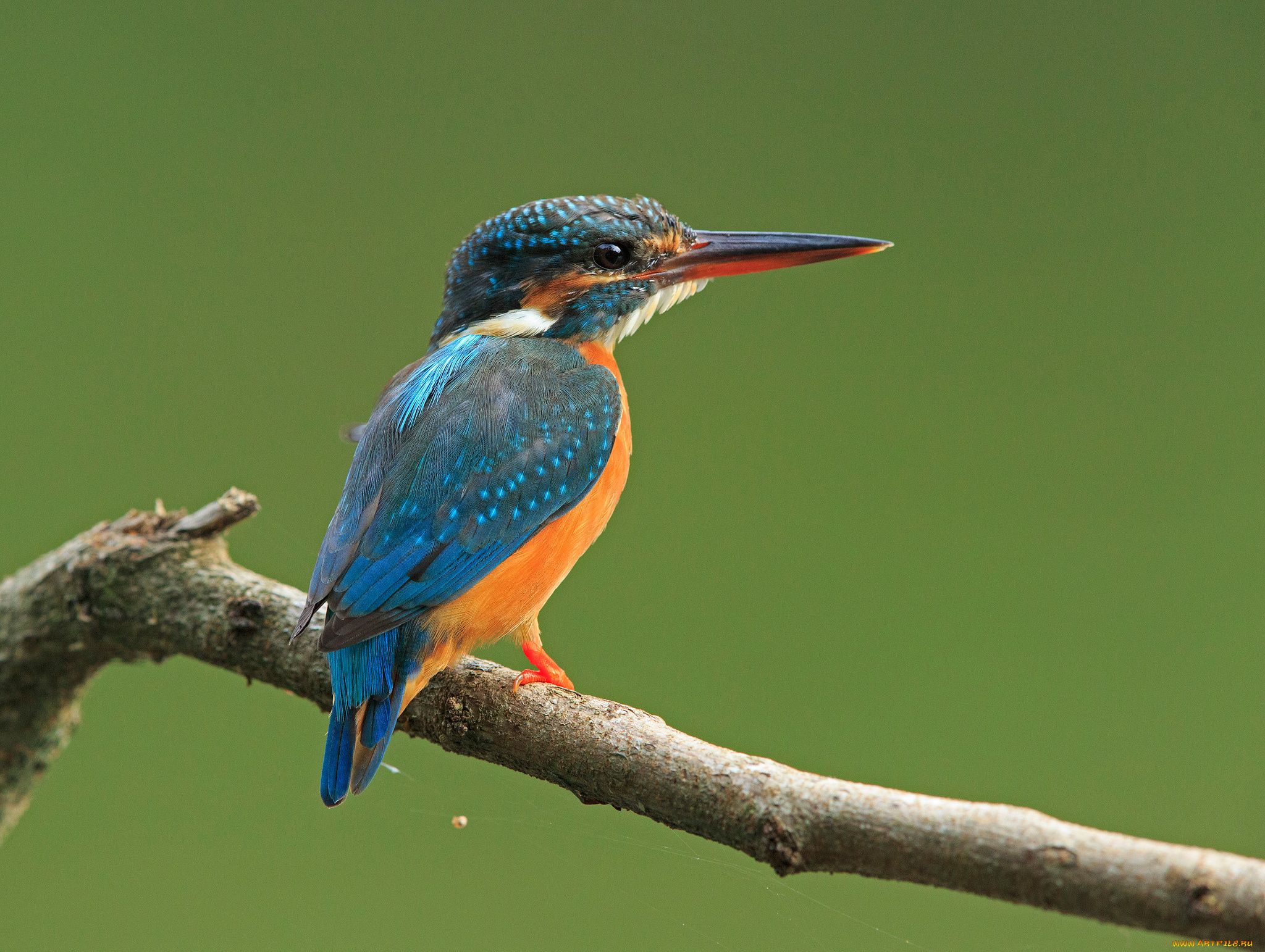 животные, зимородки, птичка, ветка
