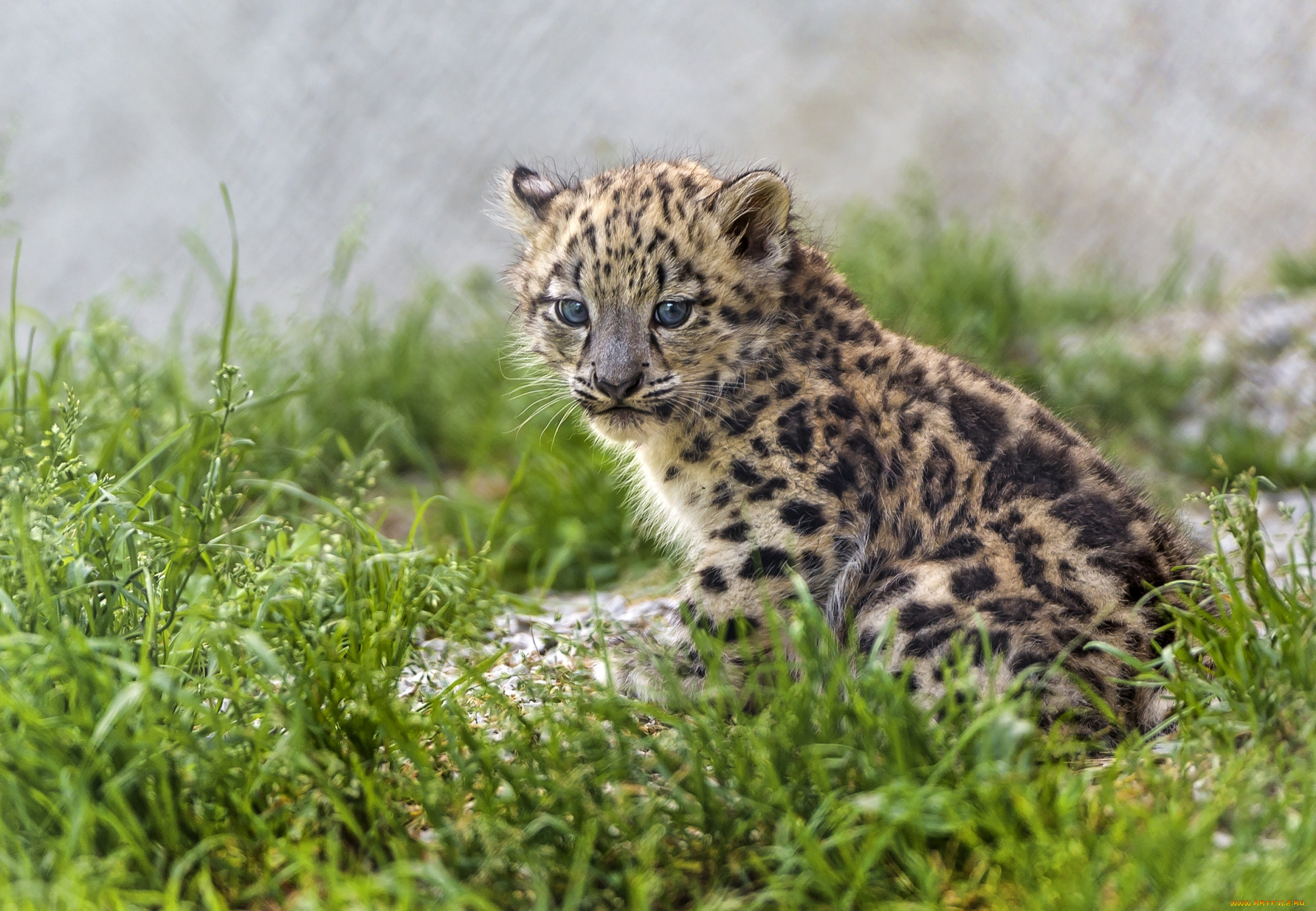 животные, снежный, барс, , ирбис, малыш