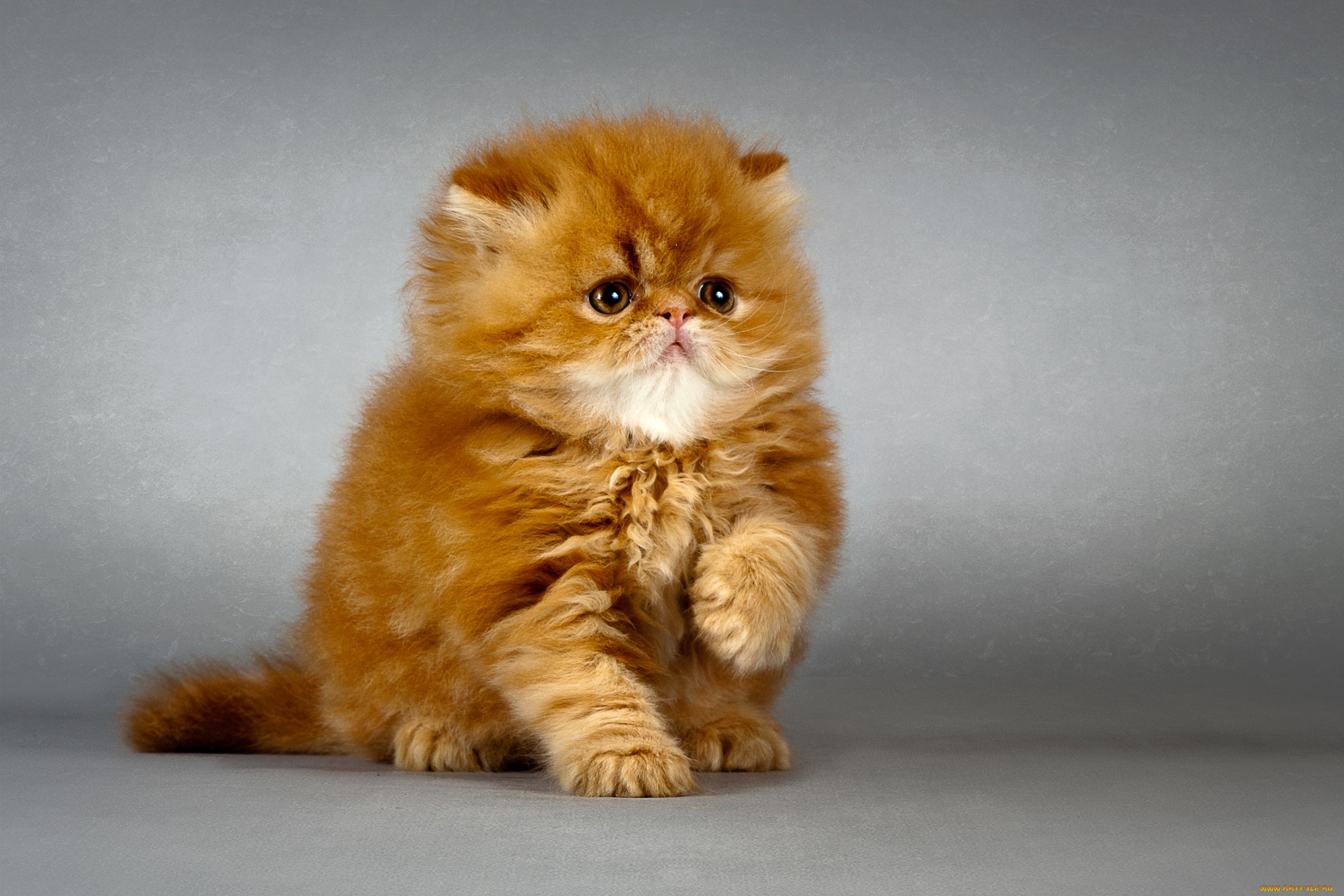 животные, коты, рыжик