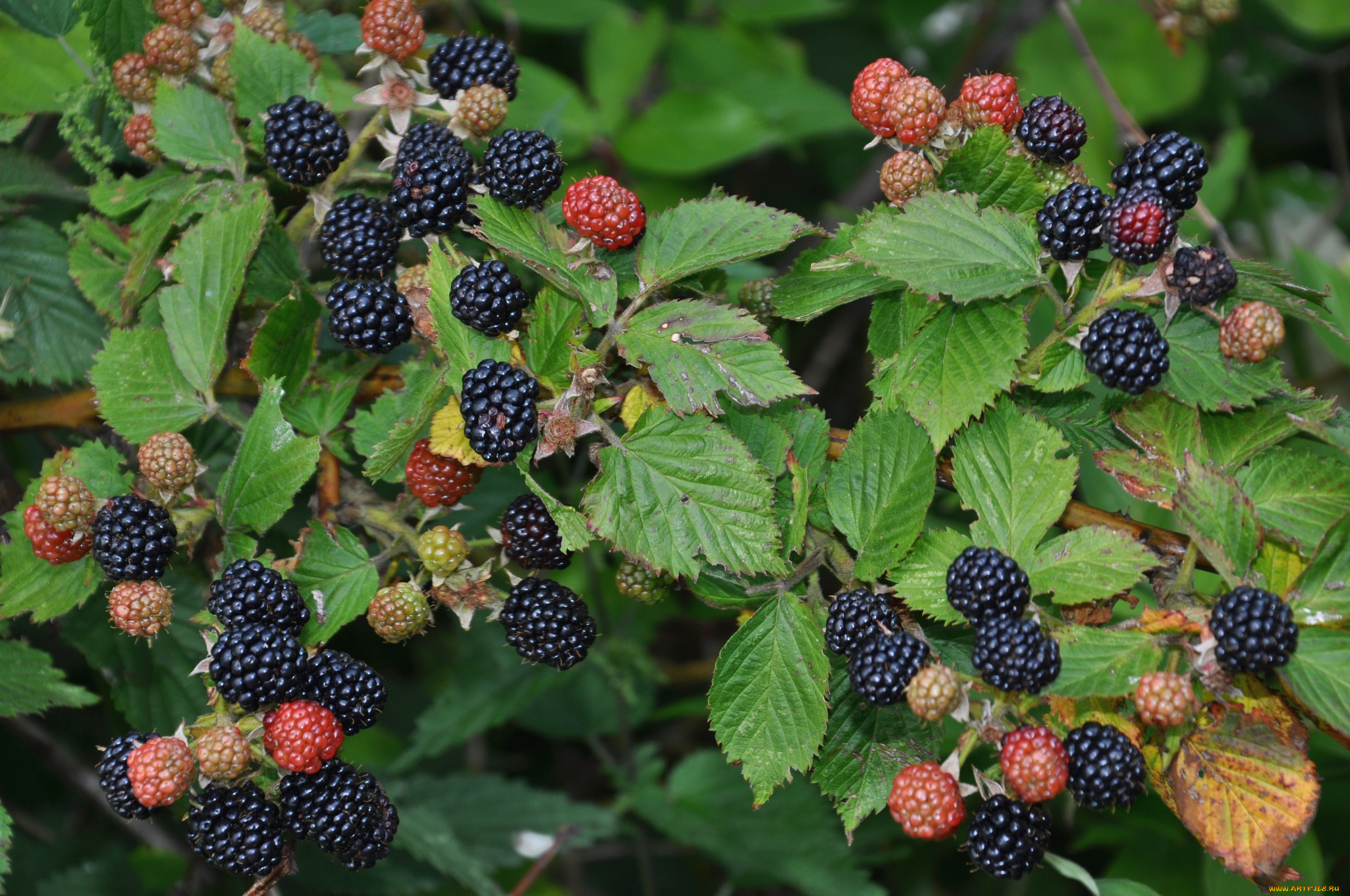 природа, Ягоды, ежевика