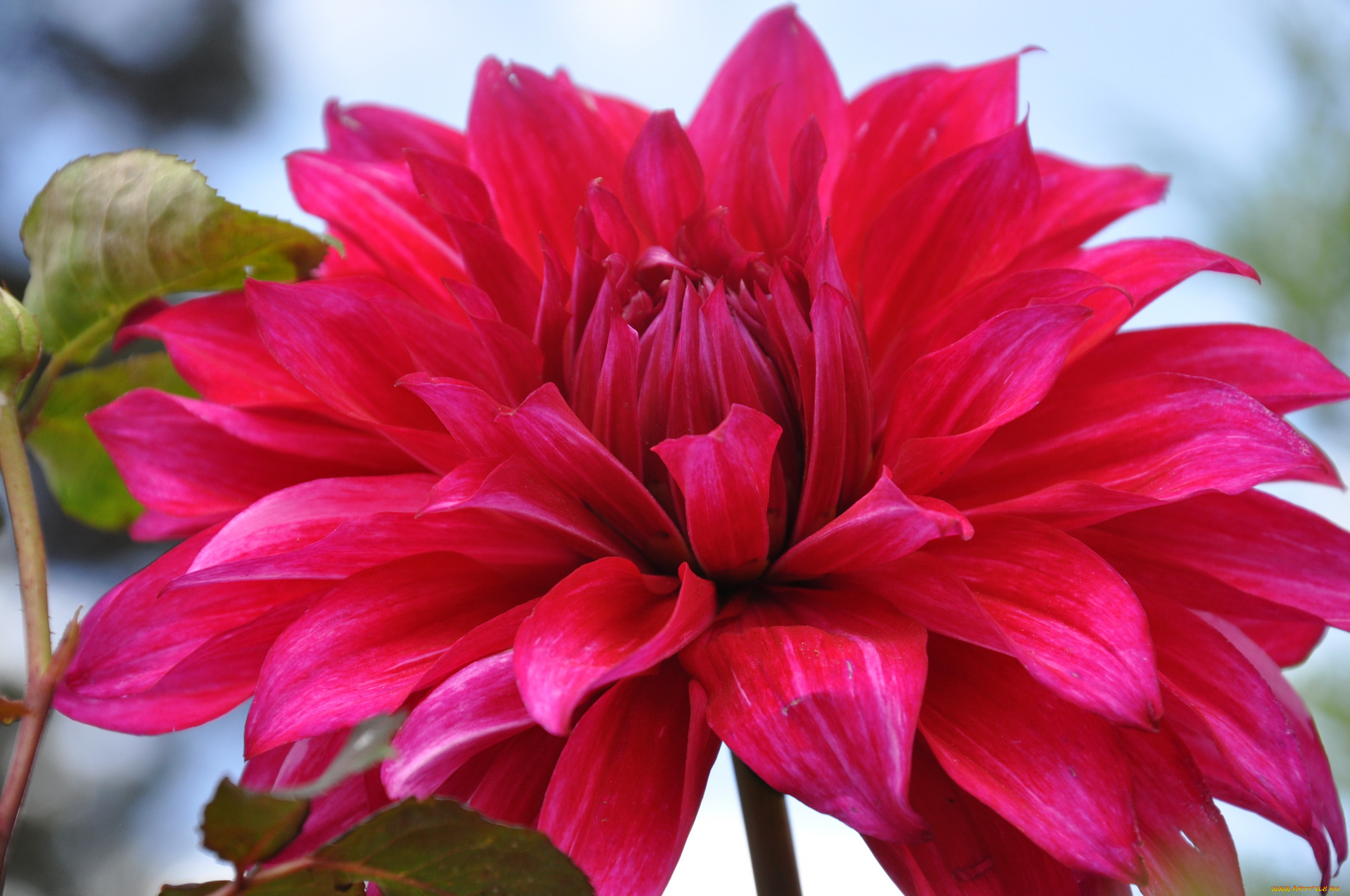 цветы, георгины, георгина