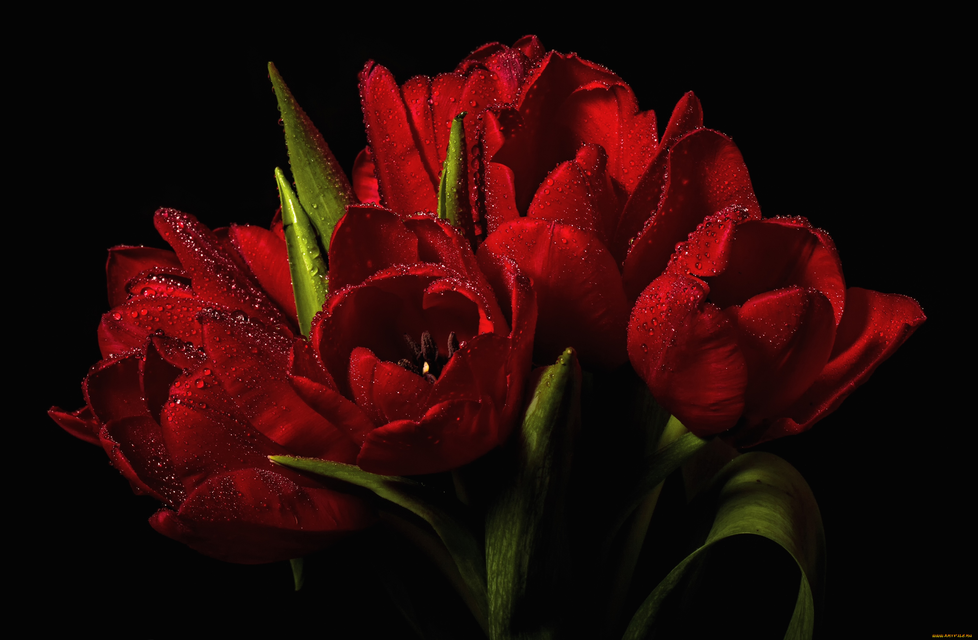 цветы, тюльпаны, букет