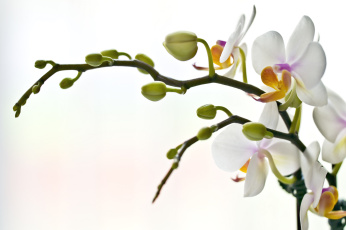 Картинка цветы орхидеи ветки
