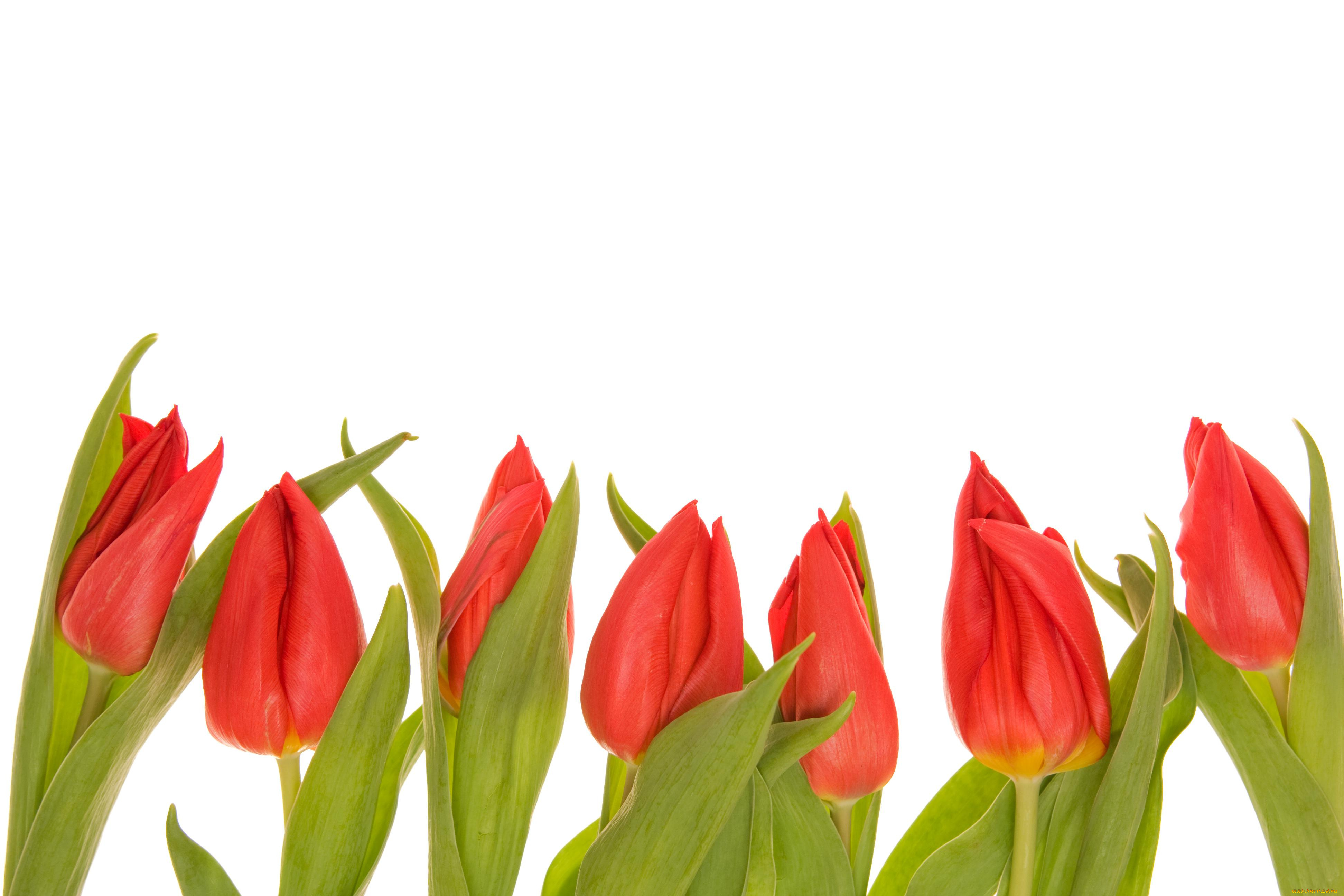 цветы, тюльпаны