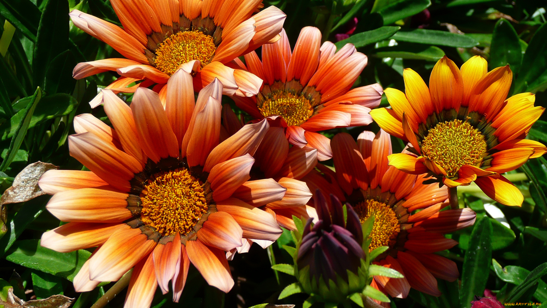 цветы, цветки