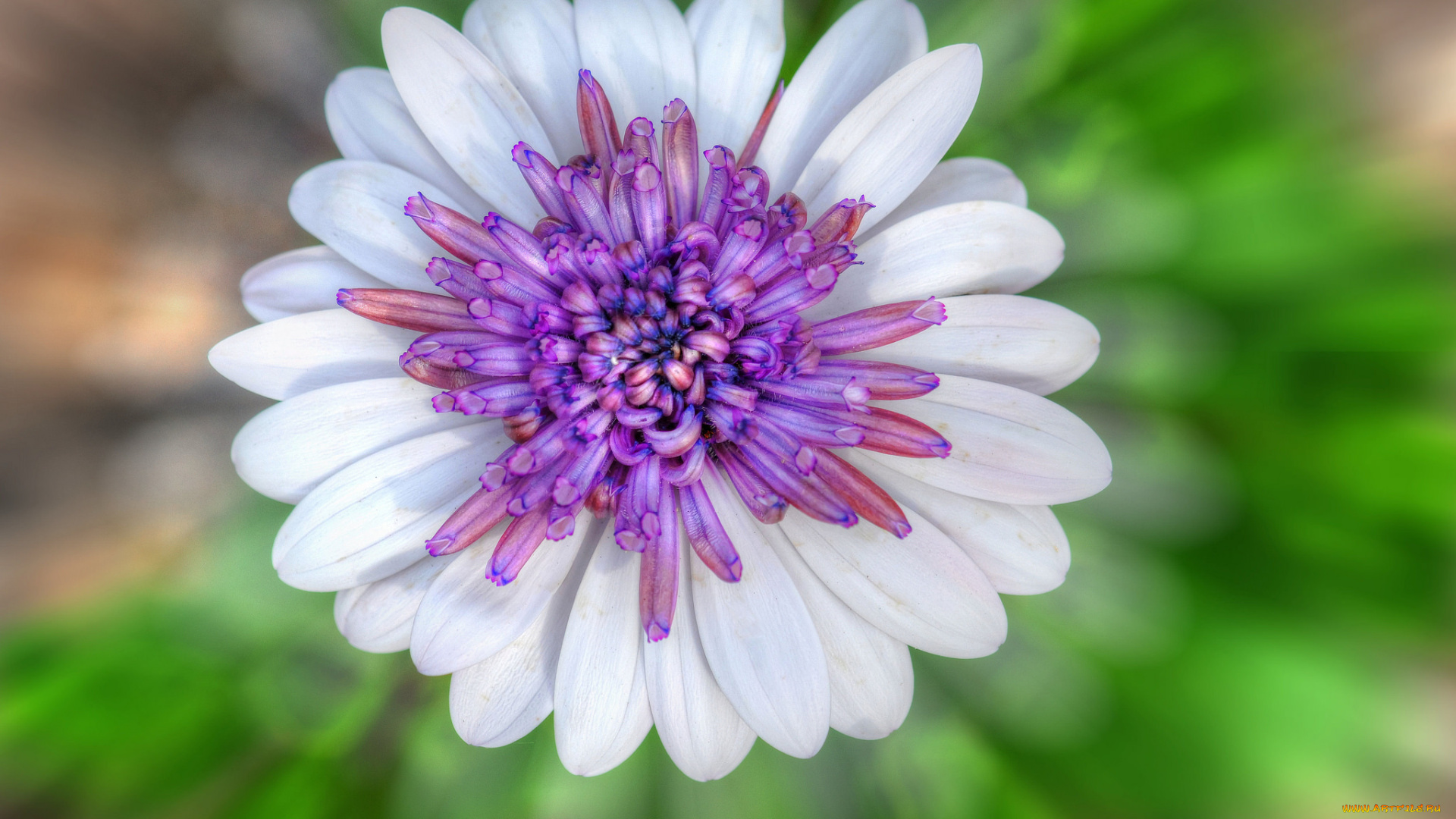 цветы, цветок