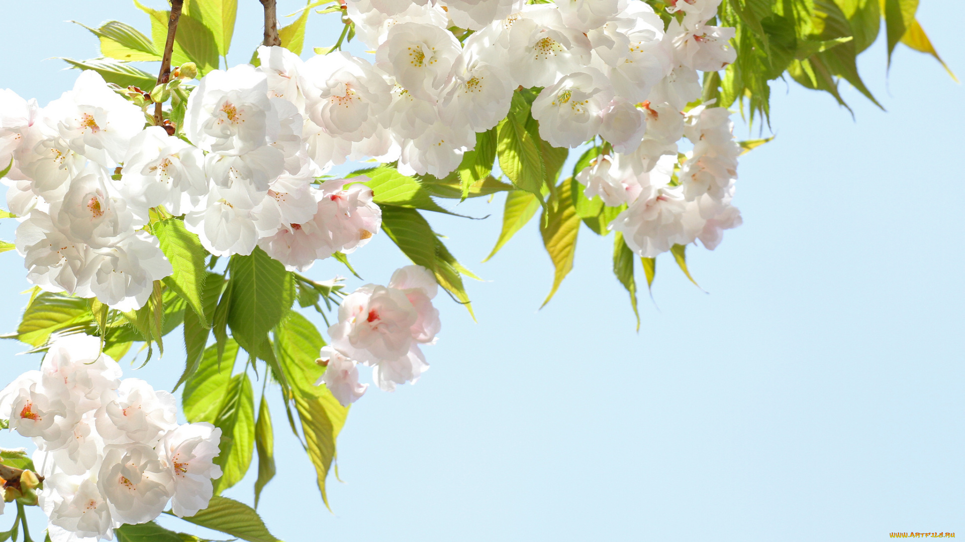 цветы, цветущие, деревья, , , кустарники, ветки, сакура, лепестки, весна, небо, цветение