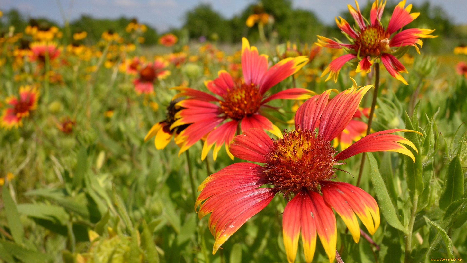 цветы, гайлардии, , гелениумы, гайлардия, луг, лето