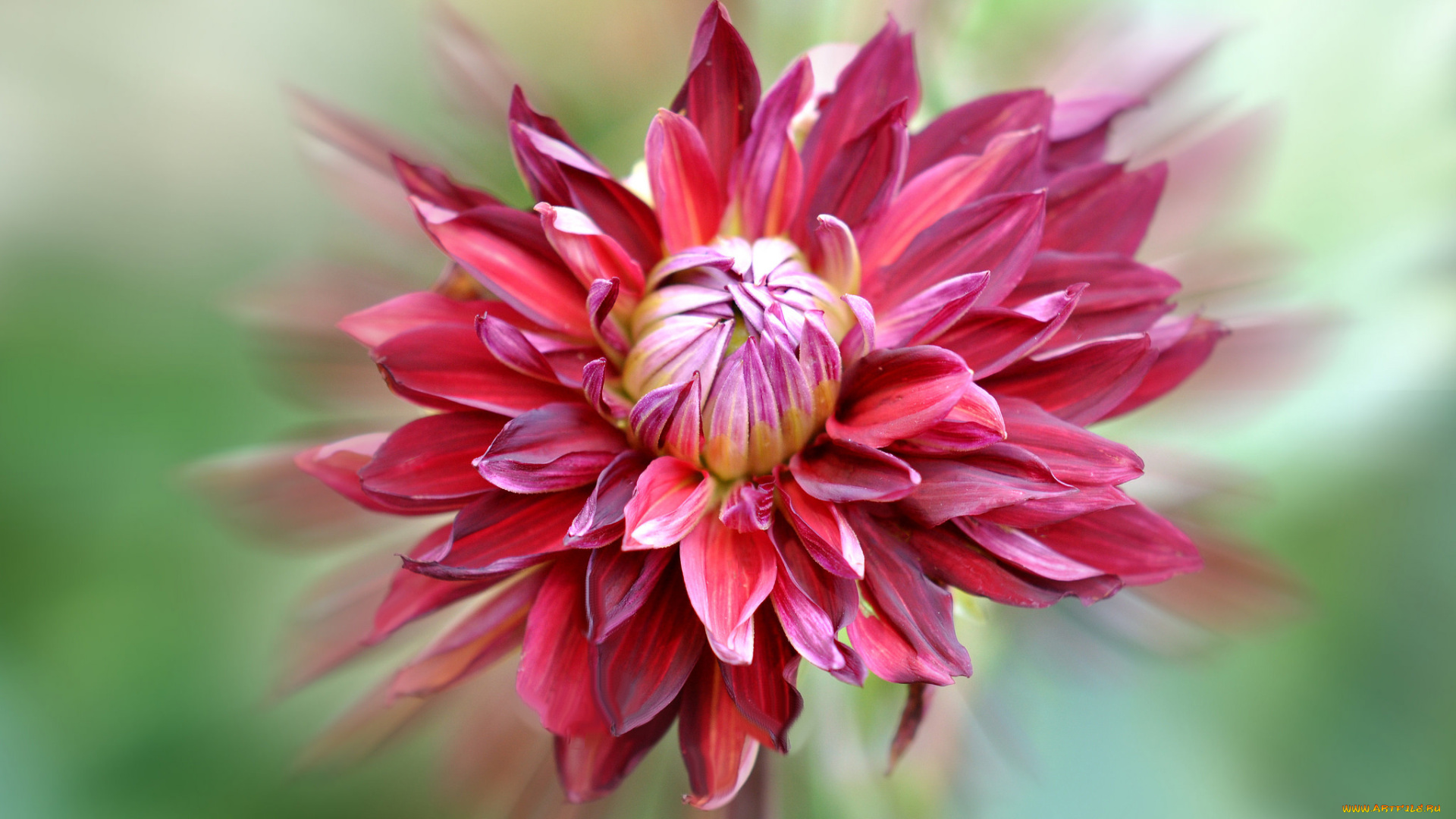 цветы, георгины, цветок