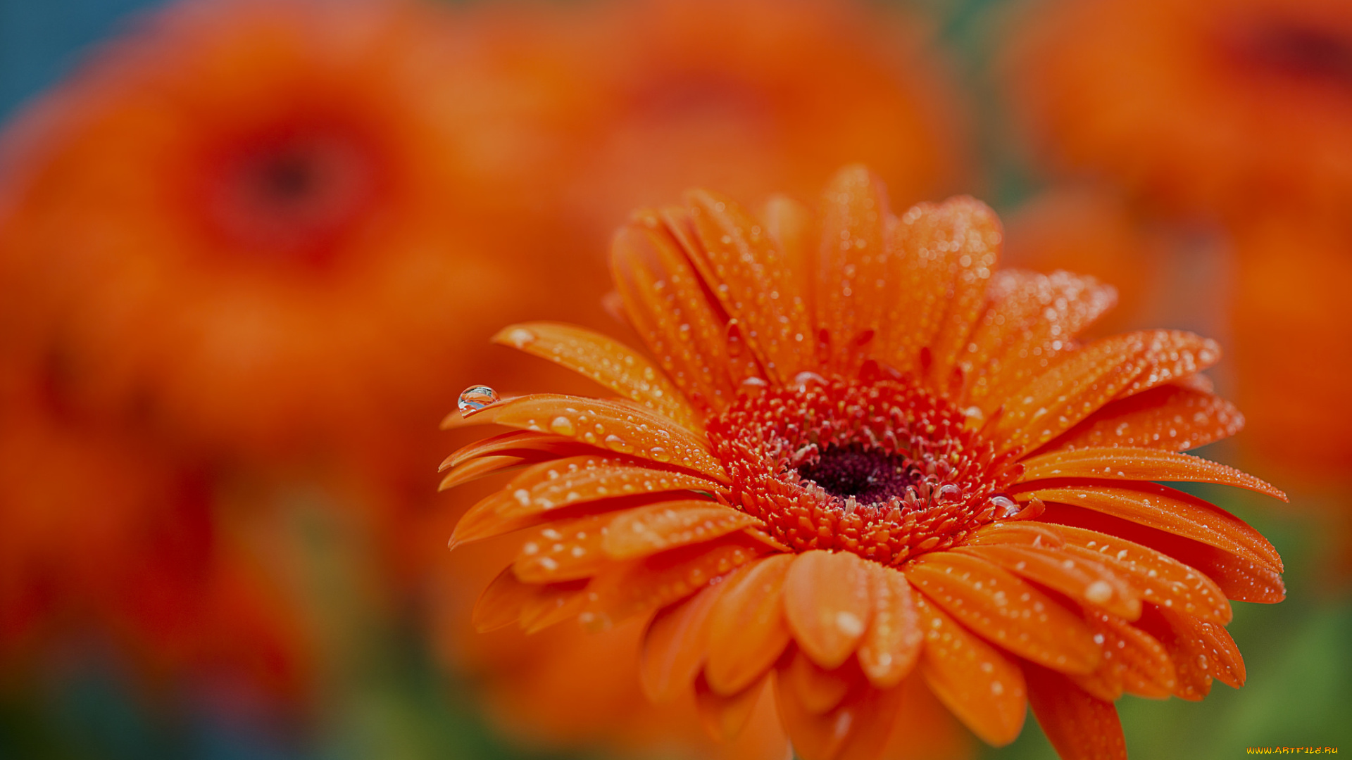 цветы, герберы, капли, клумба, сад, лепестки, макро, роса, вода, гербера