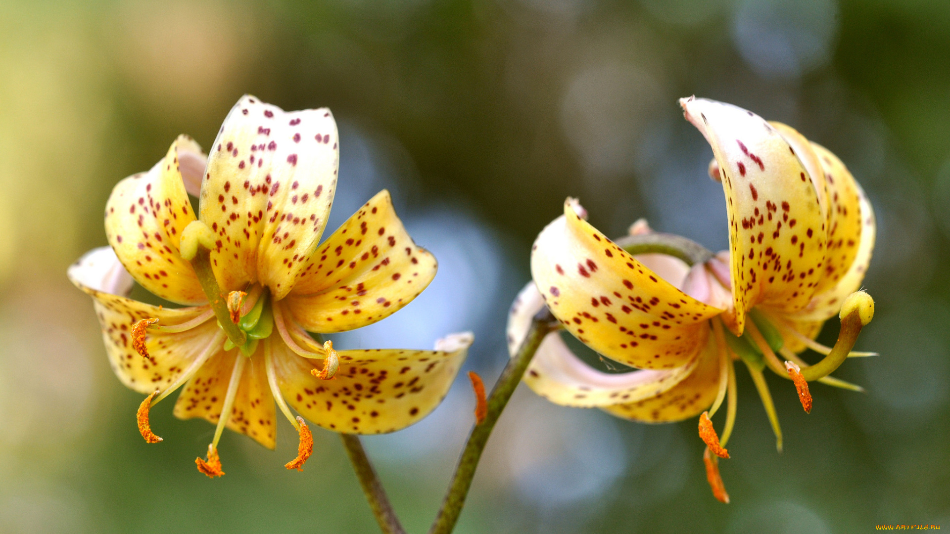 цветы, лилии, , лилейники, цветок