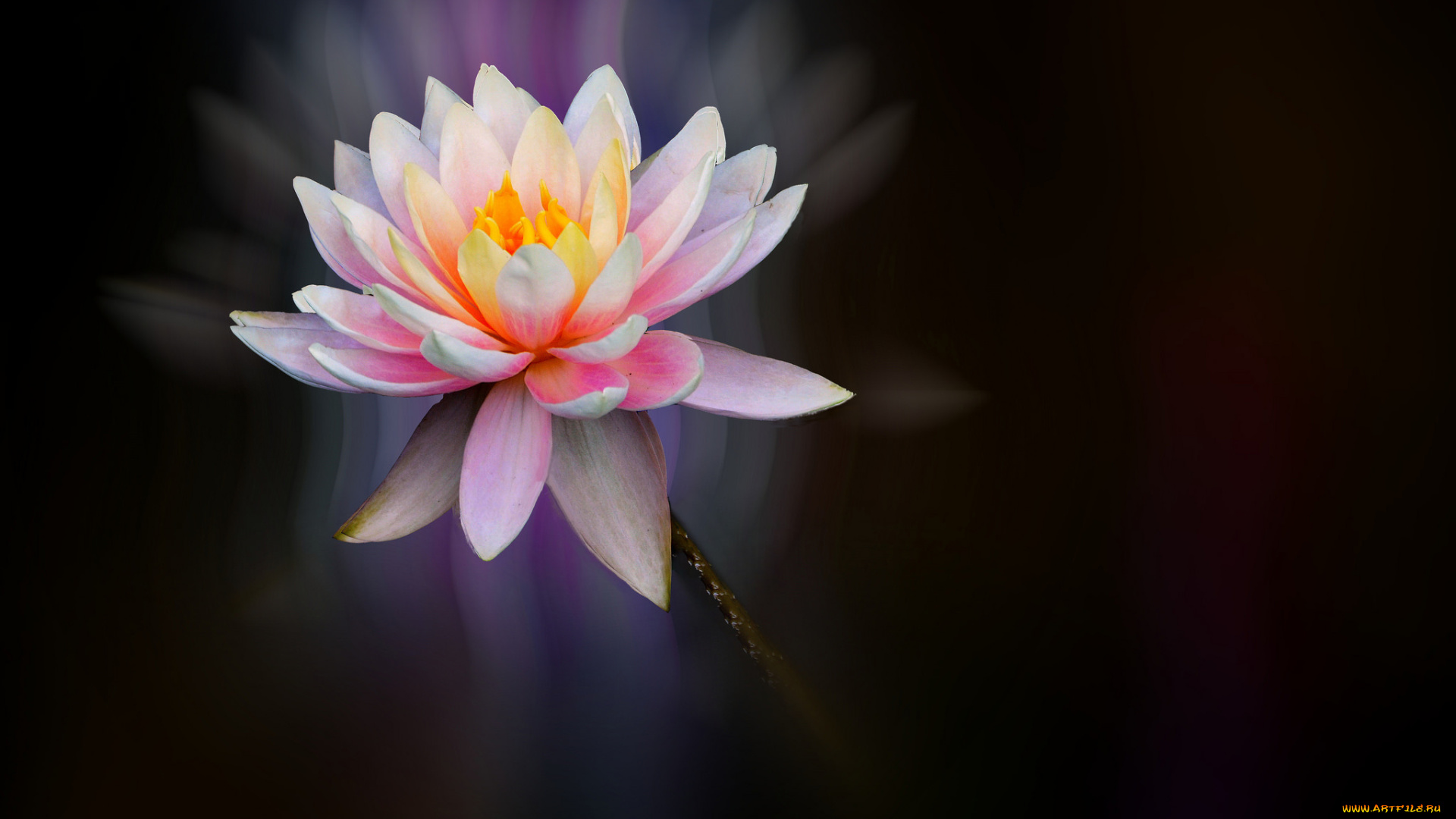 цветы, лилии, водяные, , нимфеи, , кувшинки, цветок