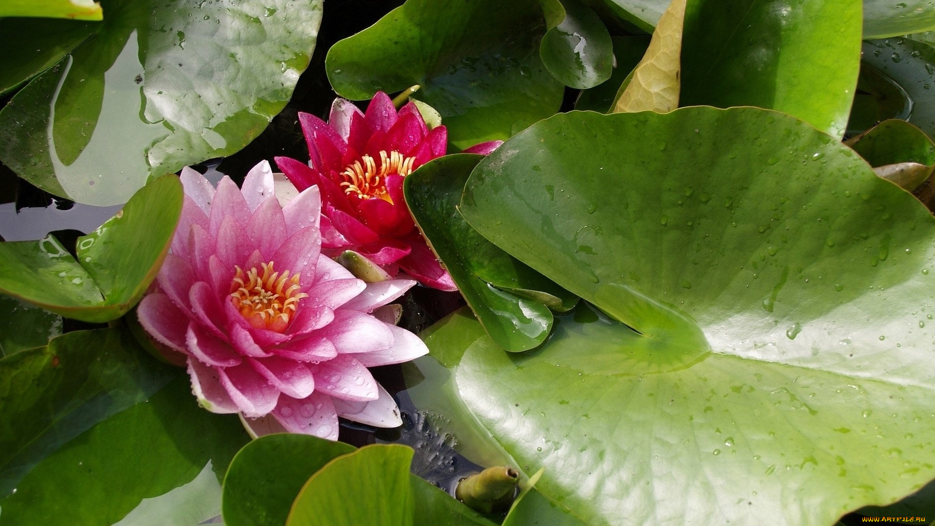 цветы, лотосы, лепестки, листья