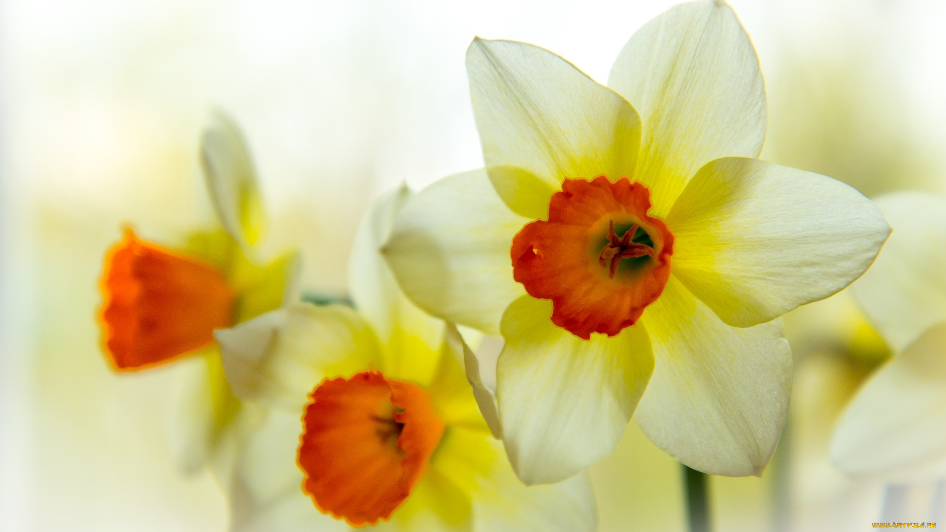 цветы, нарциссы, лепестки