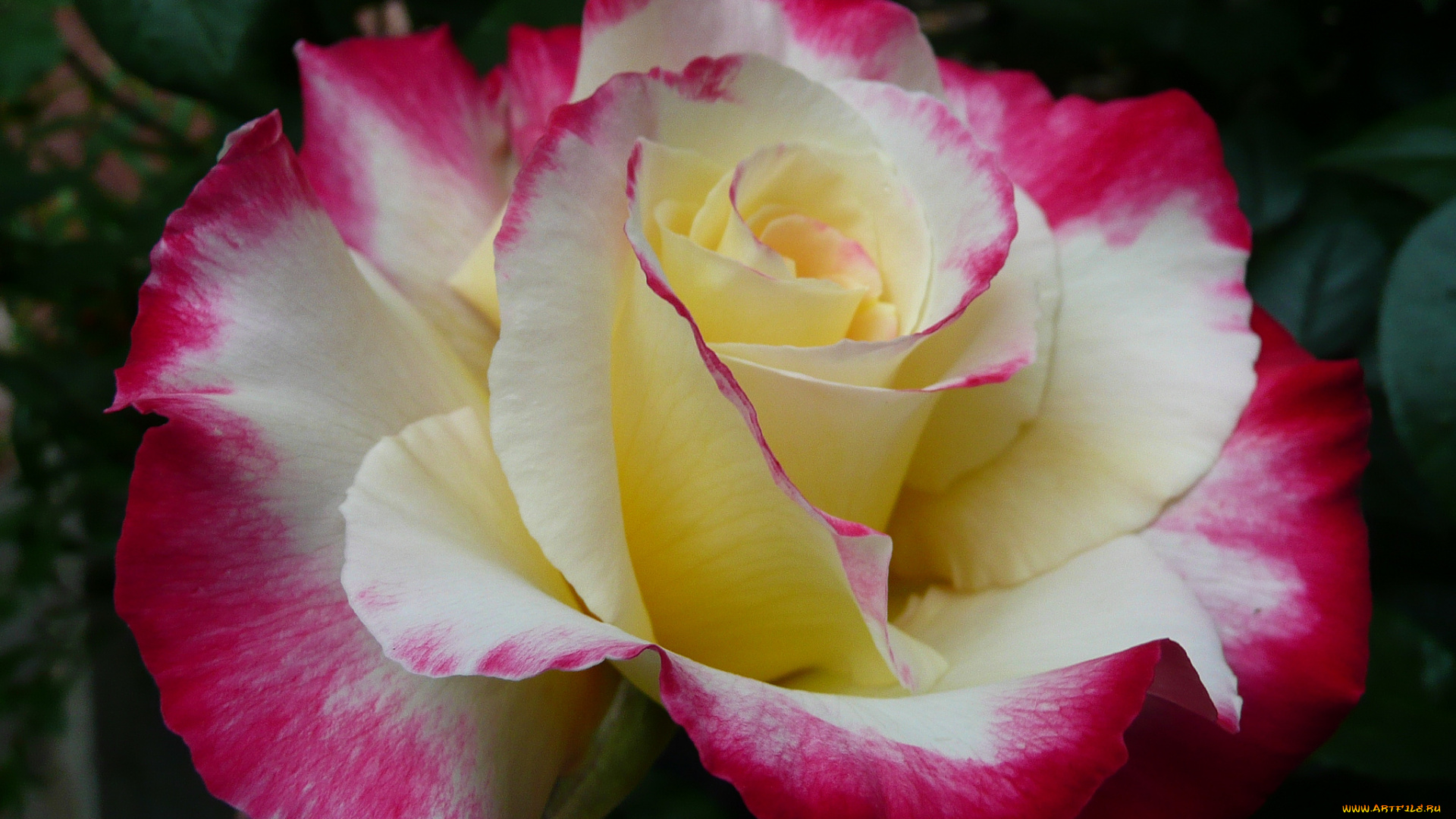 цветы, розы, бутон, роза