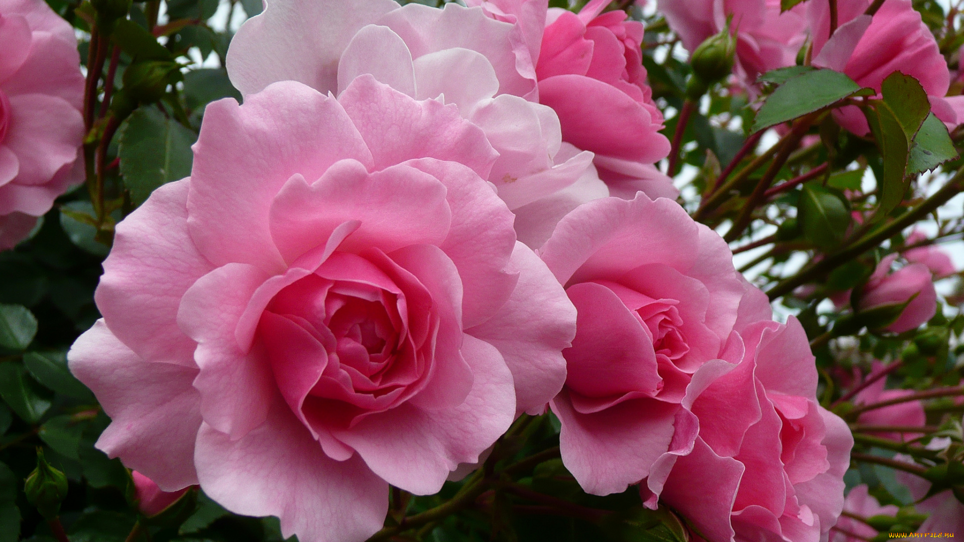 цветы, розы, бутон, роза