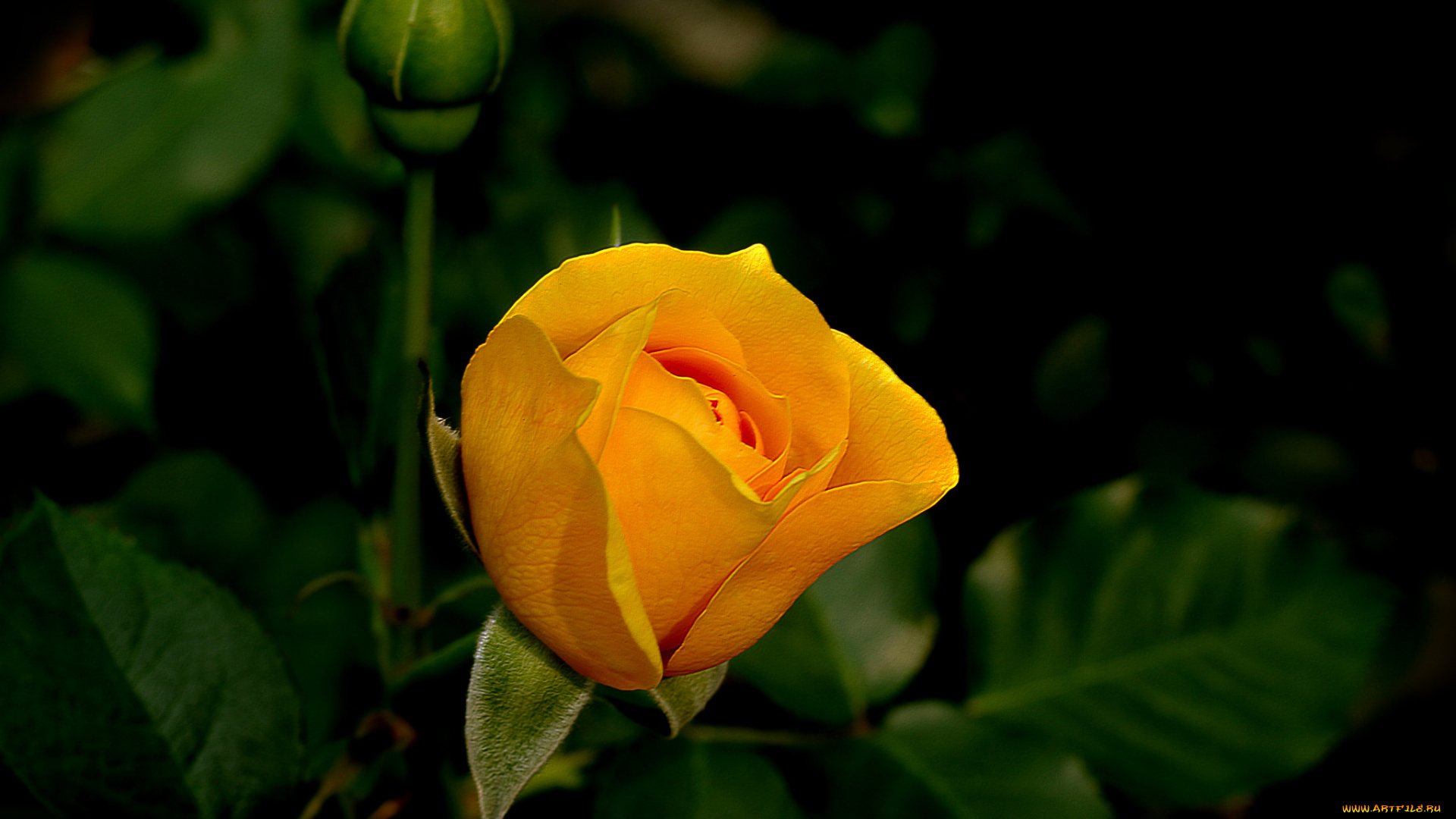 цветы, розы, бутон, роза