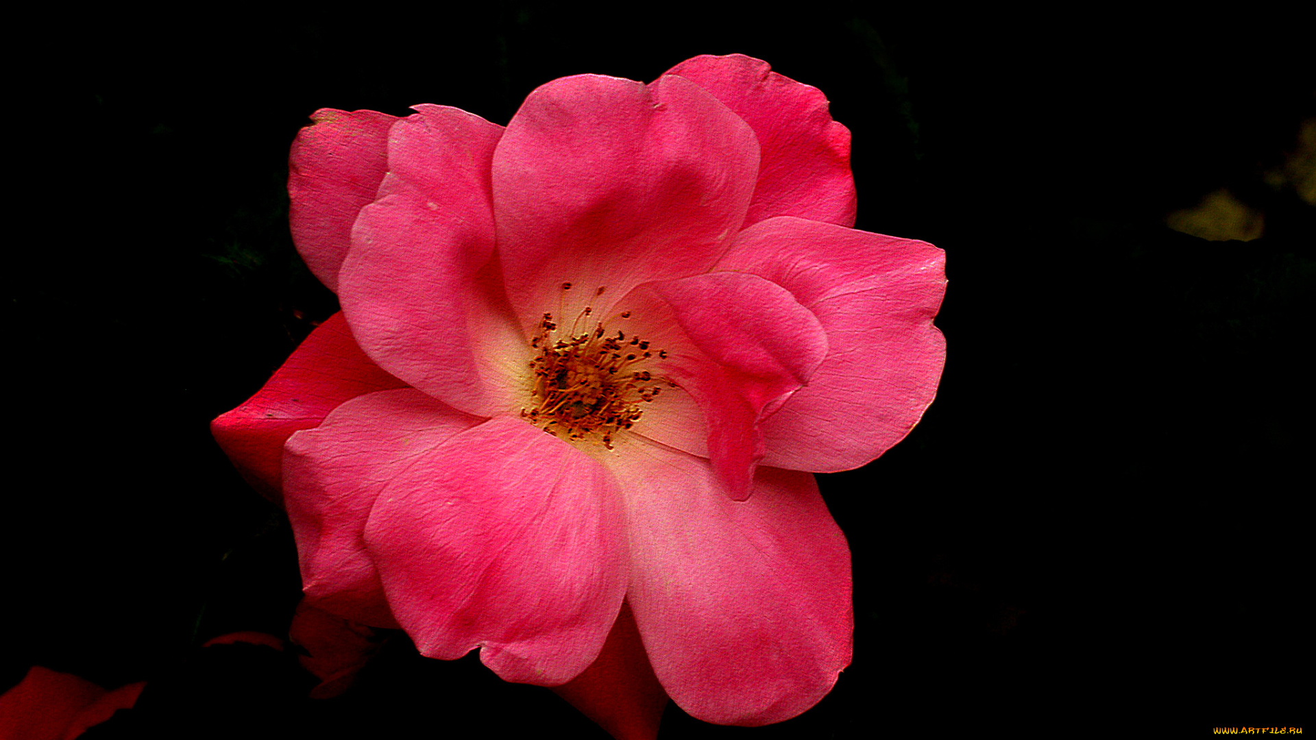 цветы, розы, бутон, роза