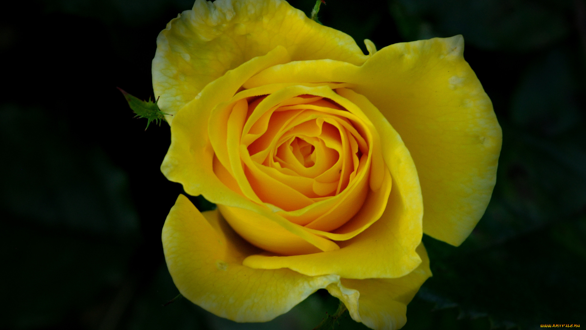 цветы, розы, цветок