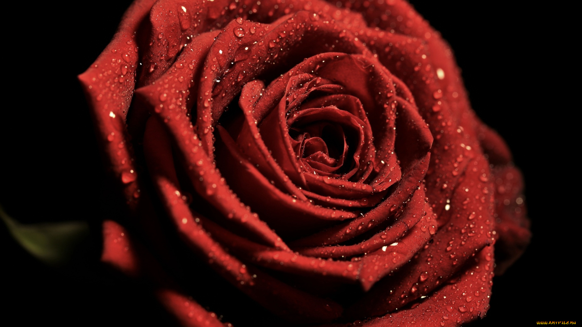 цветы, розы, роза, красная, лепестки, макро, капли