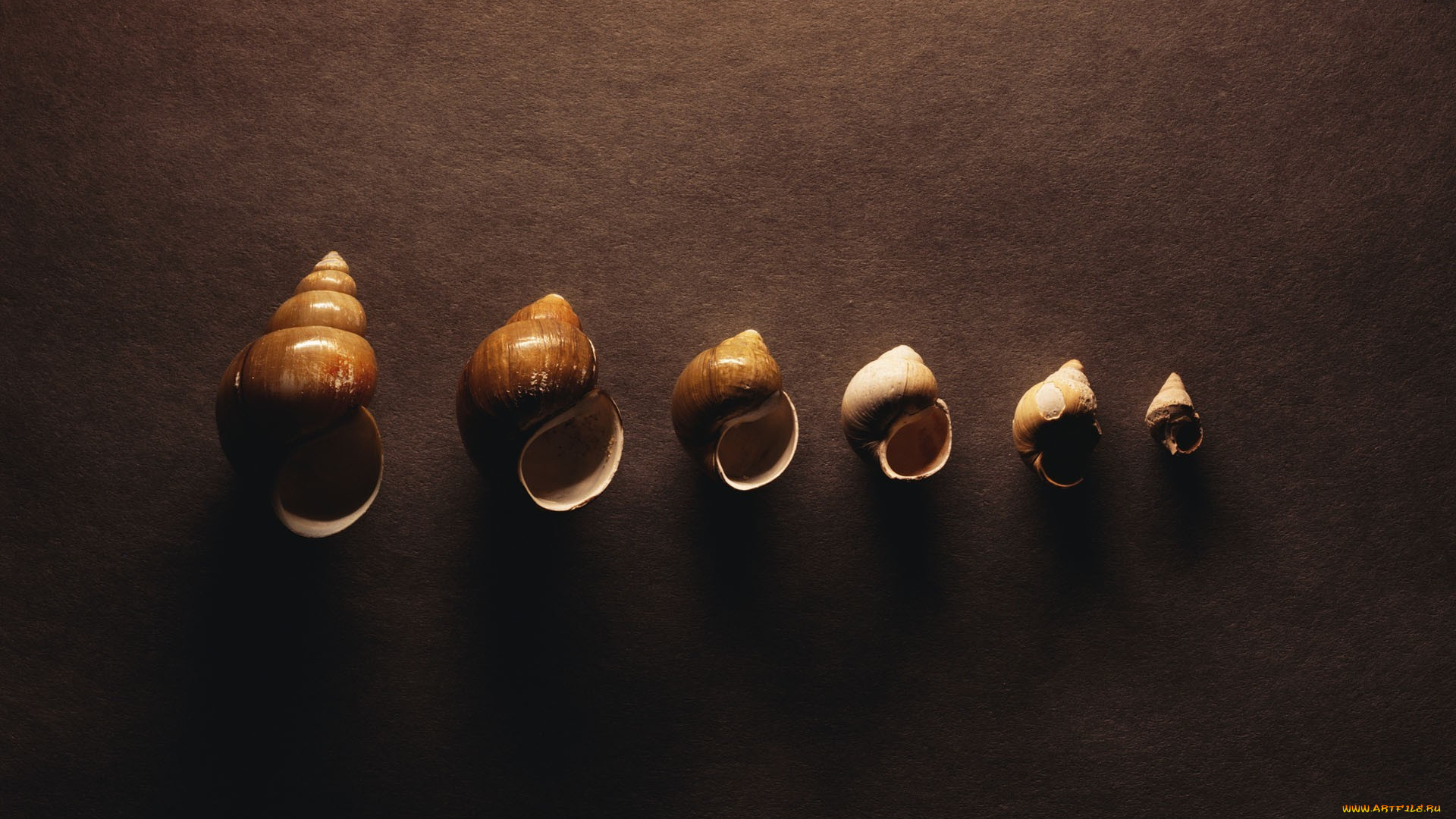 разное, ракушки, , кораллы, , декоративные, и, spa-камни, фон