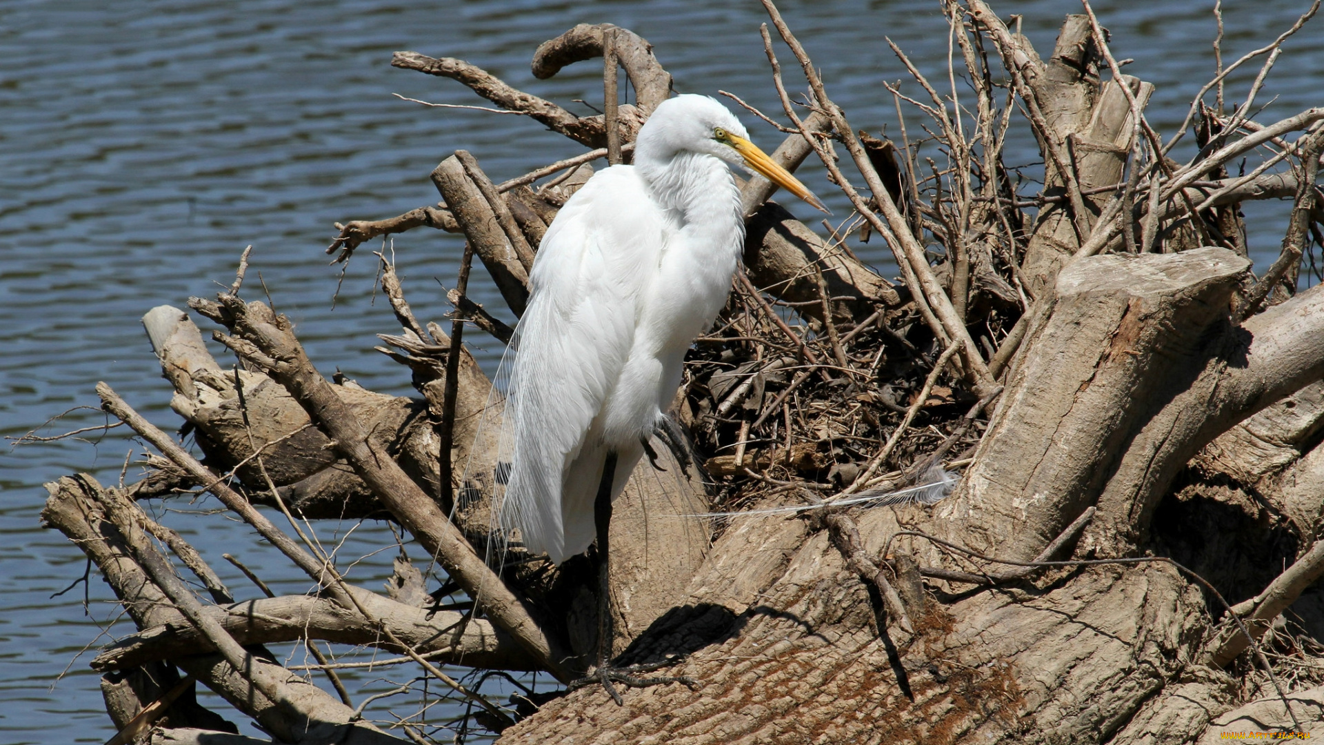 животные, цапли, , выпи, цапля, белая