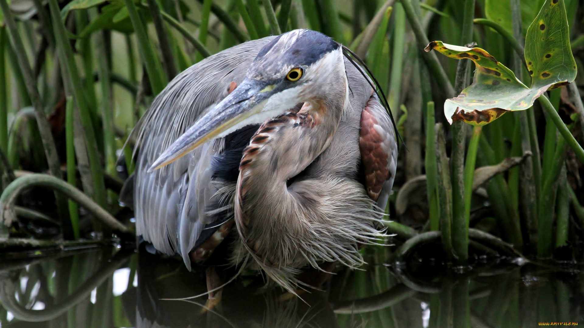 животные, цапли, , выпи, цапля, серая
