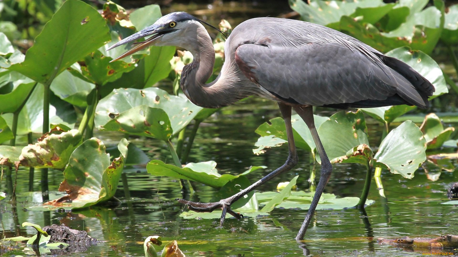 животные, цапли, , выпи, цапля, серая