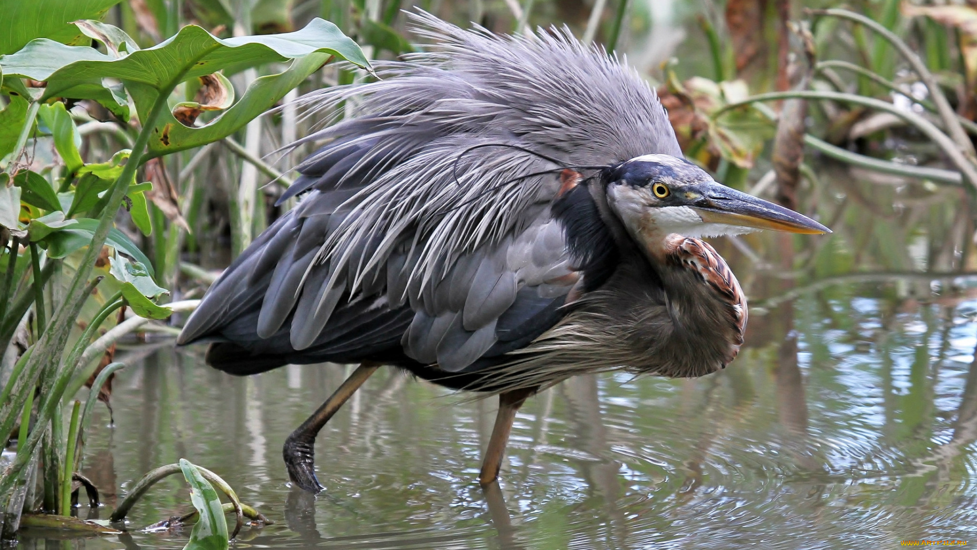 животные, цапли, , выпи, серая, цапля