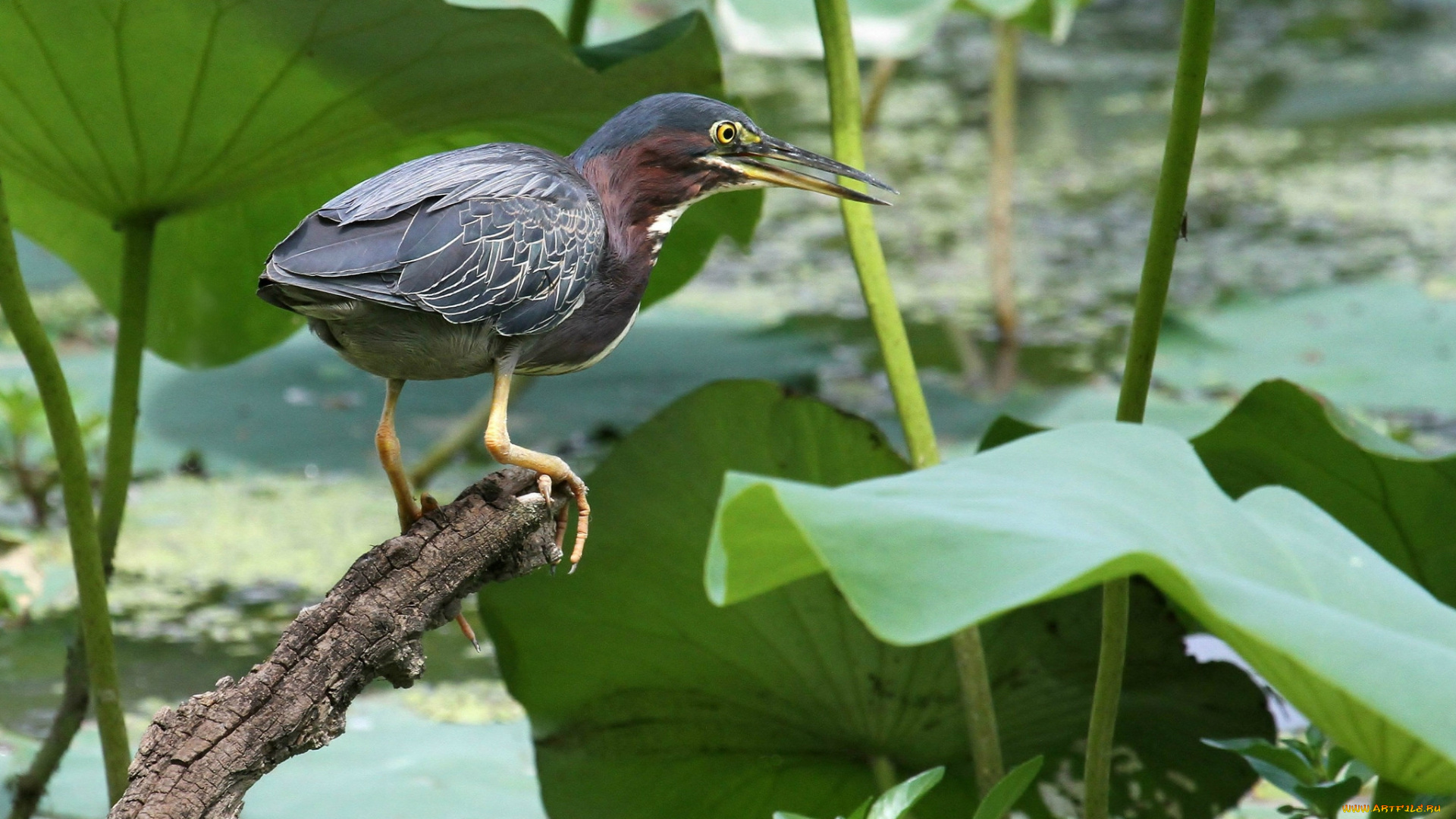 животные, цапли, , выпи, серая, цапля