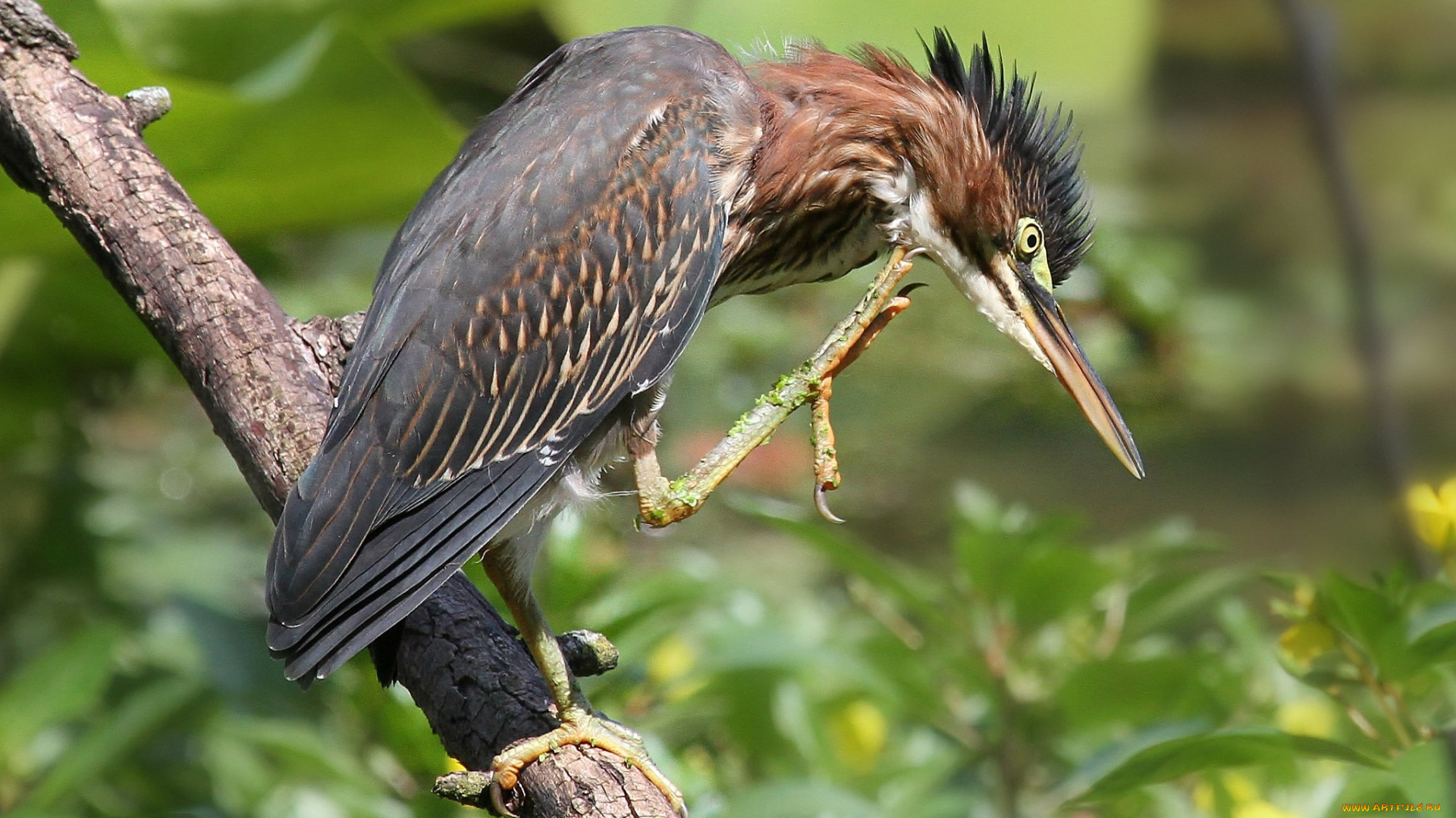 животные, цапли, , выпи, выпь