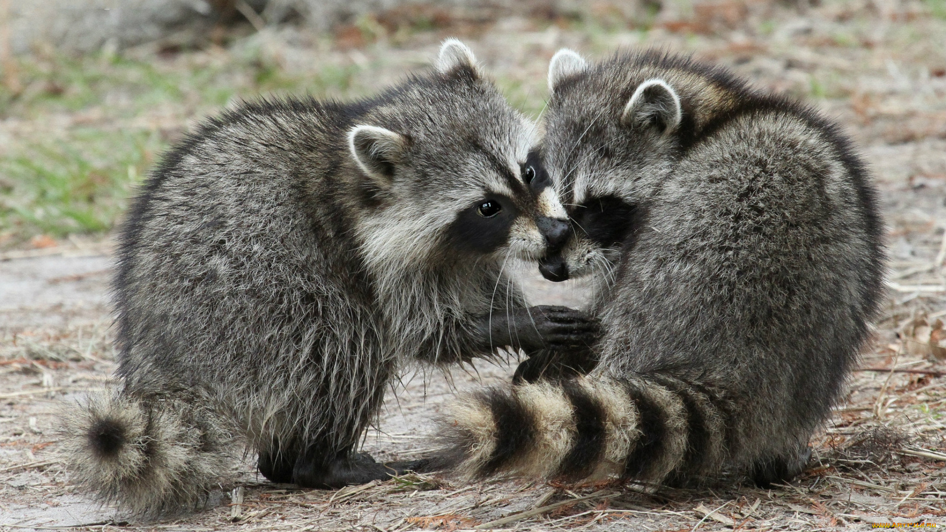 животные, еноты