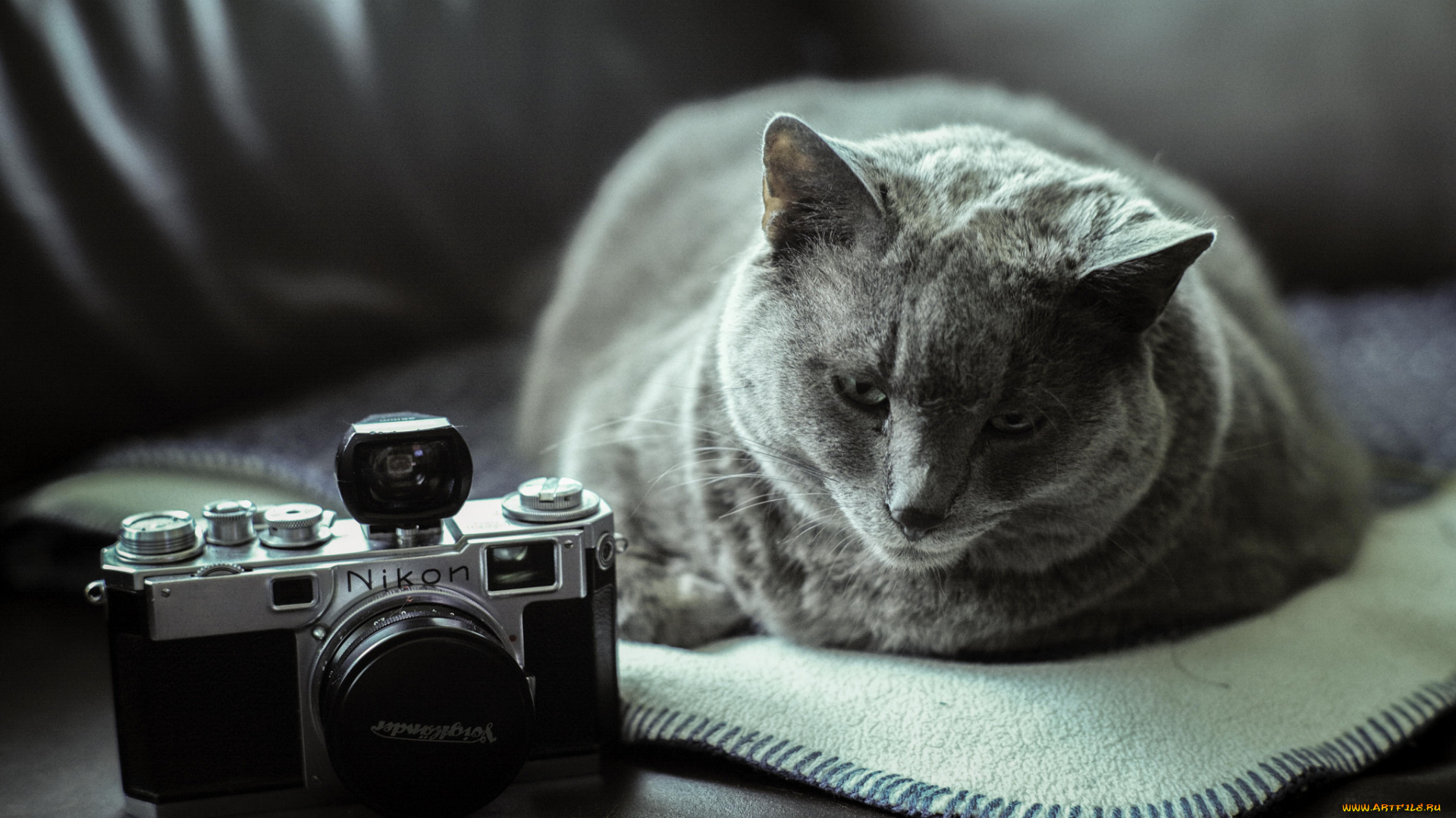 животные, коты, кошак, лежит, фотоаппарат, котяра