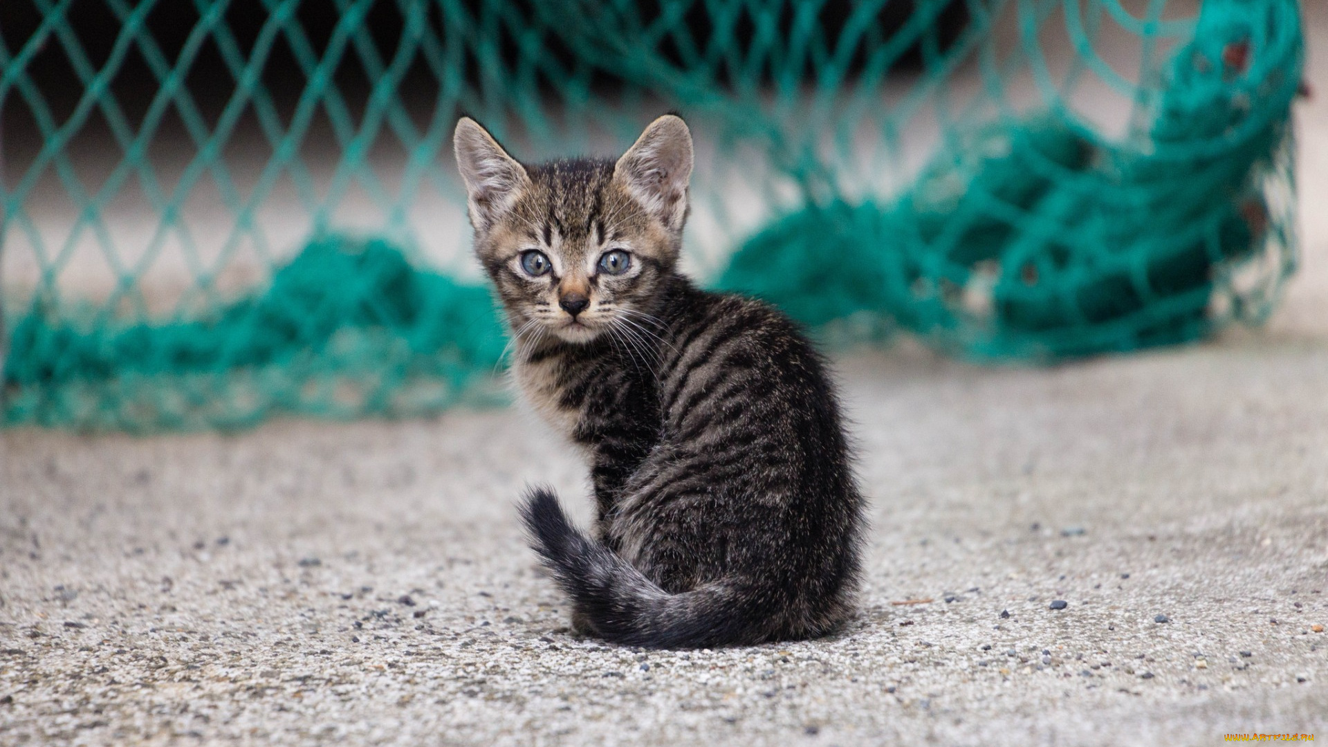 животные, коты, котэ, глаза, котёнок, фон, взгляд