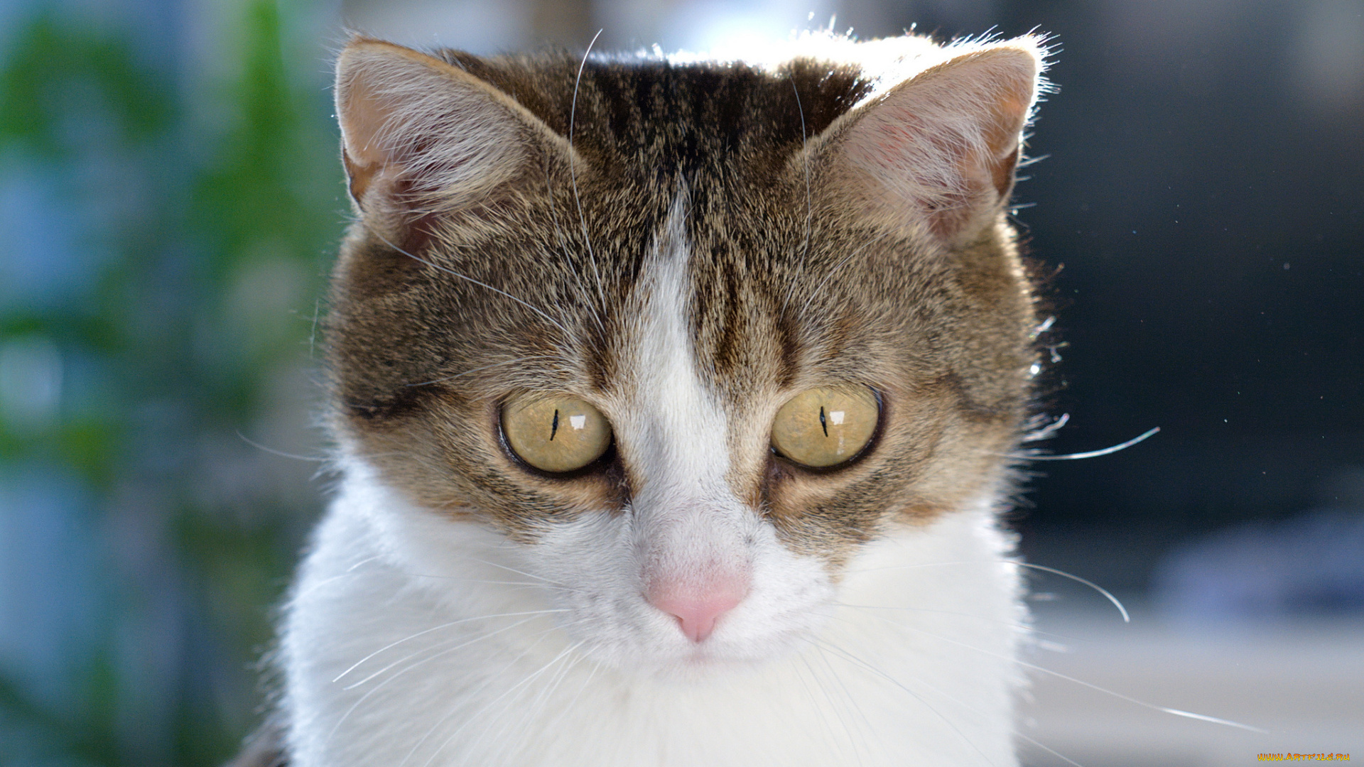 животные, коты, коте, кот, кошак, киса, взгляд, глаза, котяра