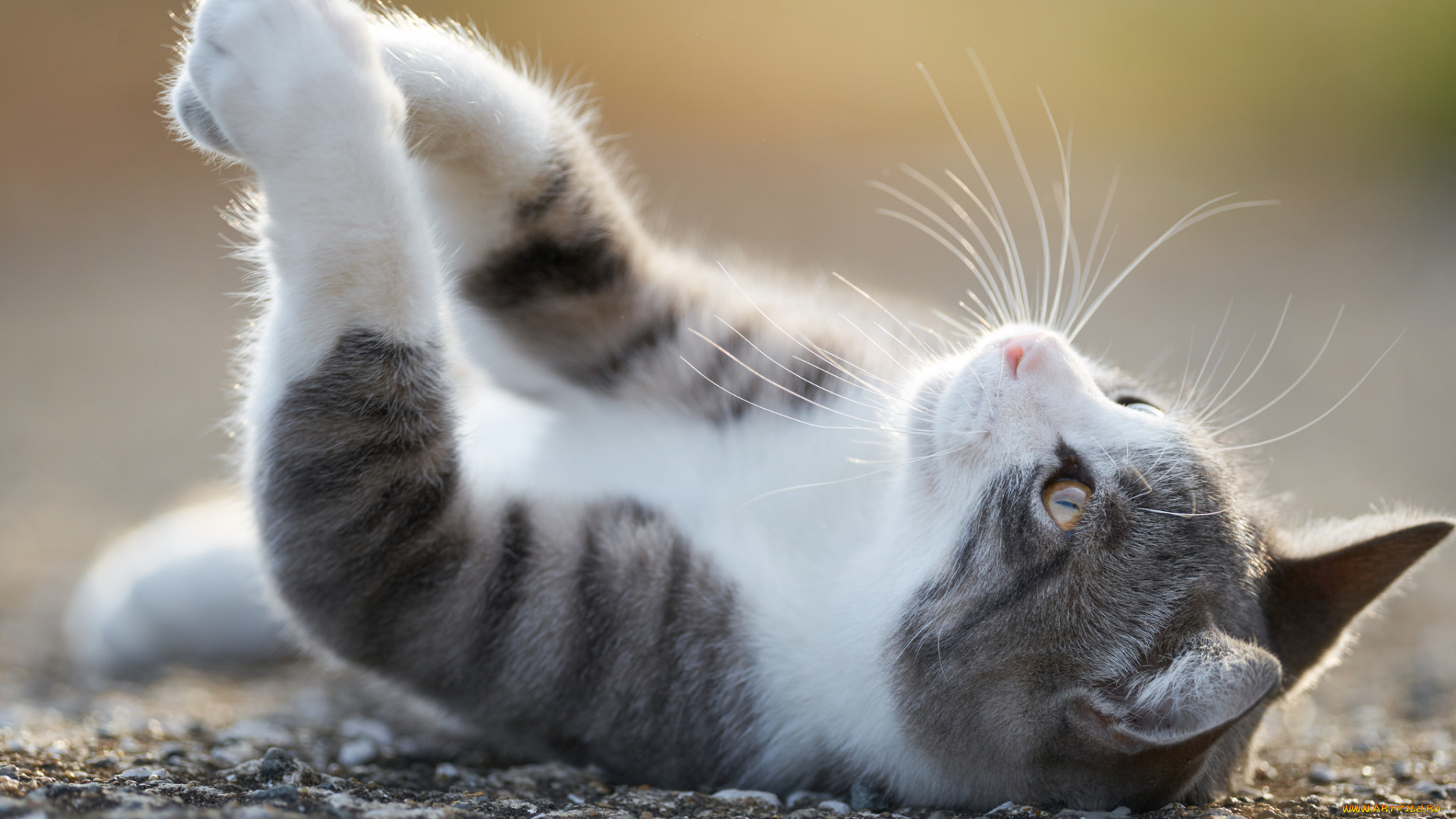 животные, коты, лапки, наслаждение, лежит, кот, кошка