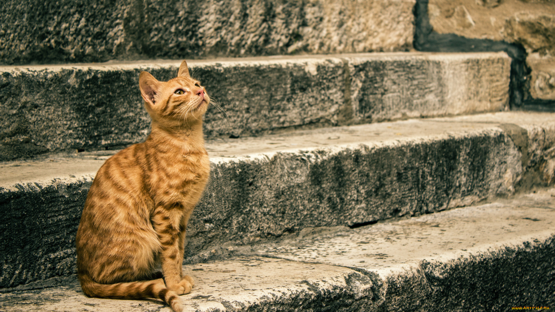 животные, коты, ступени, котяра, сидит, кошак