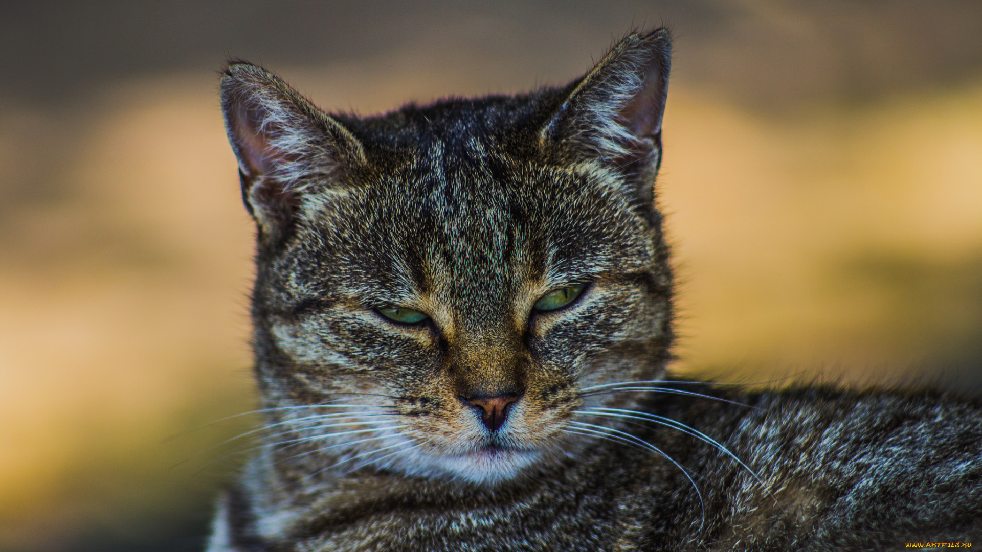 животные, коты, взгляд, глаза, котяра, кошак, усы